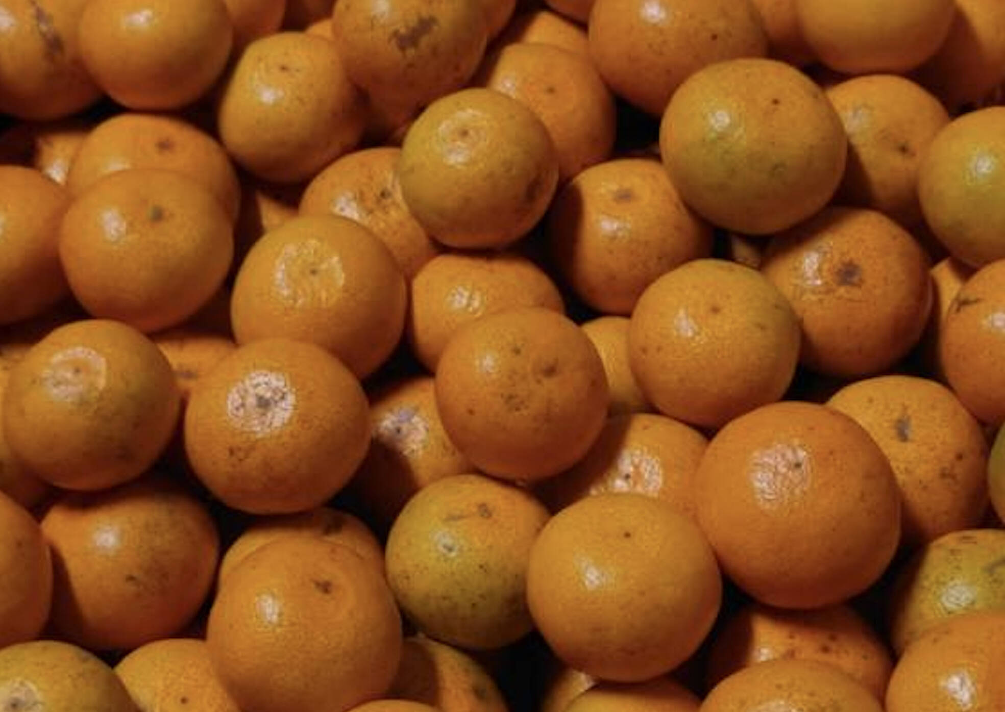 瀬戸田発／訳あり】薄皮ごと食べれる自然農みかん（2kg）：広島県産の