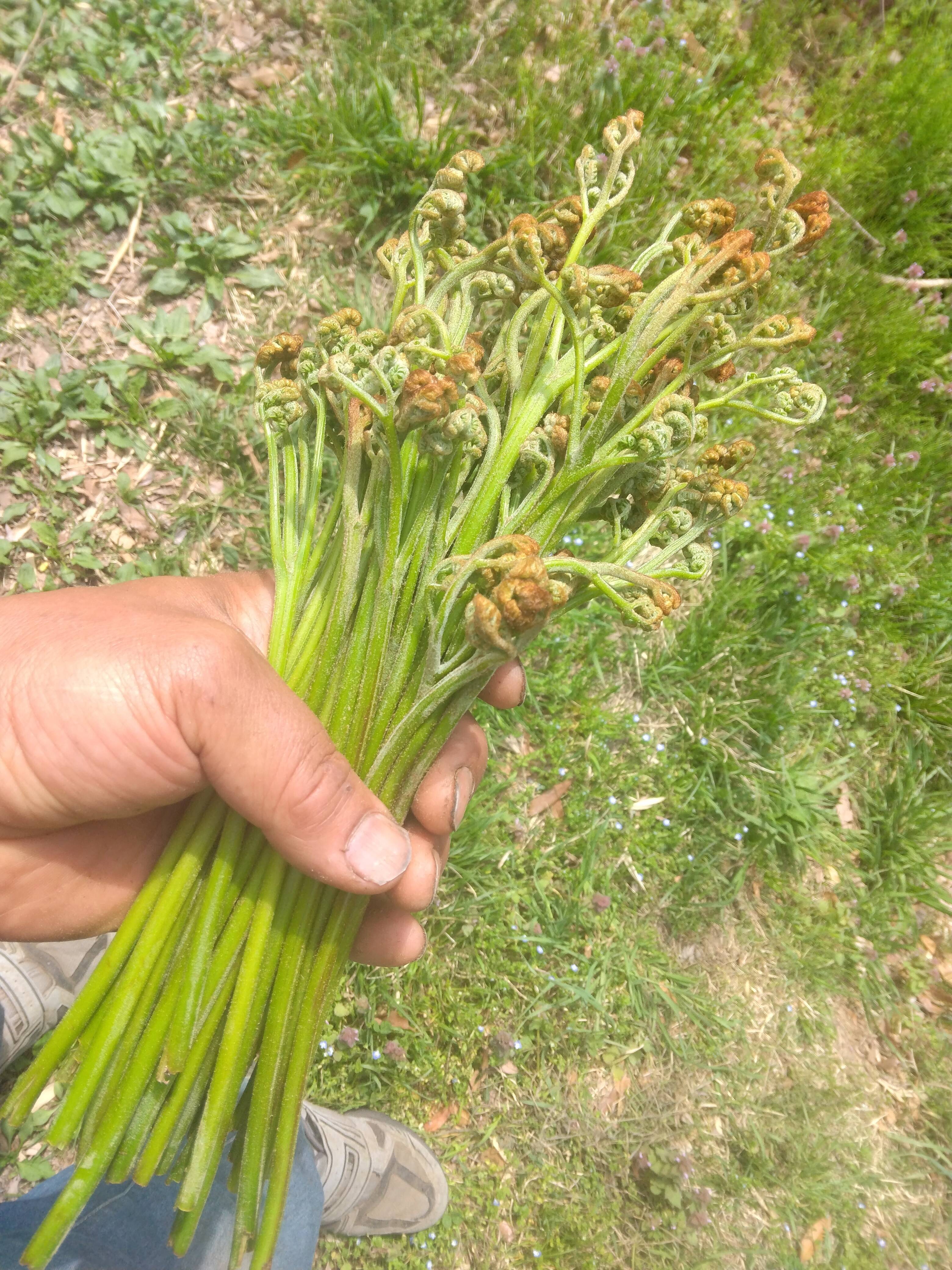 自然農園の山菜シリーズ～蕨（わらび）200グラム 木灰付き：長野県産の