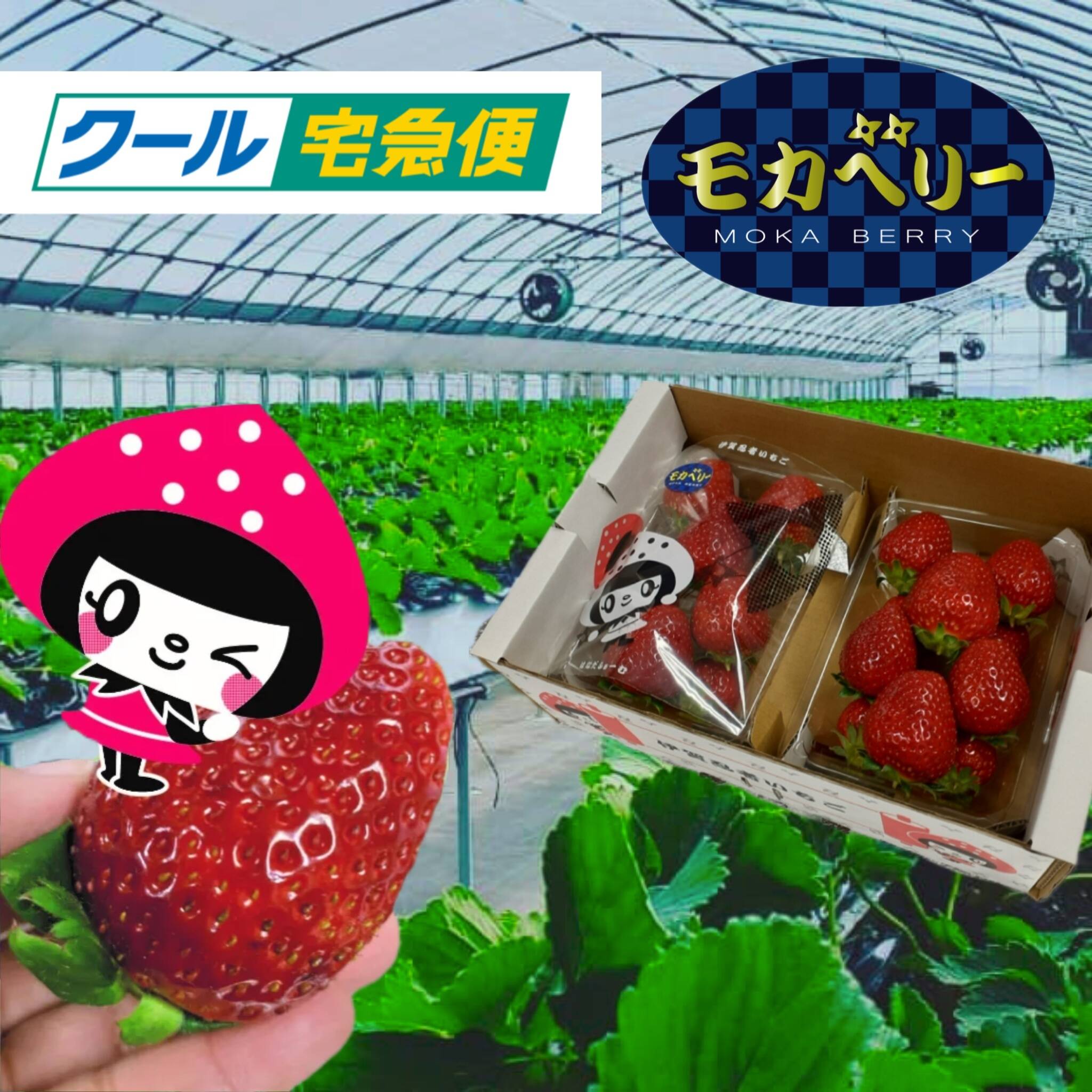 一箱2パック入り 家庭用 いろいろなサイズ 『モカベリー』 完熟いちご