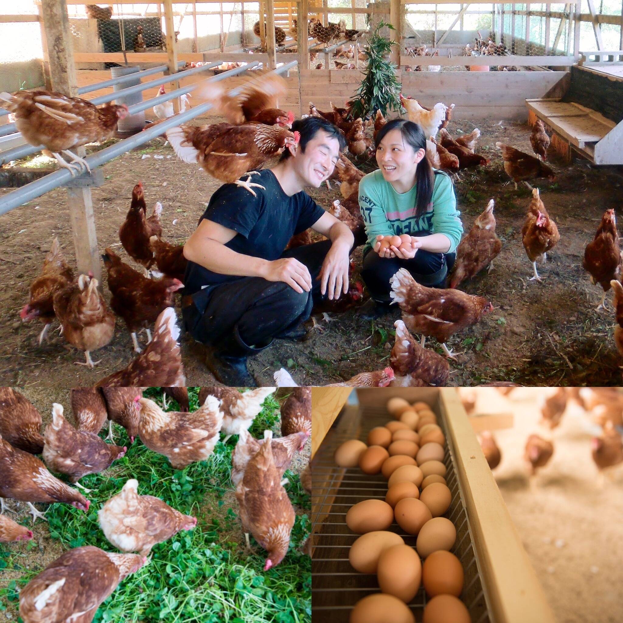 京都奥丹波、純国産鶏の平飼い卵24個 非遺伝子組み換え飼料：京都府産の卵・乳製品｜食べチョク｜産地直送(産直)お取り寄せ通販 -  農家・漁師から旬の食材を直送