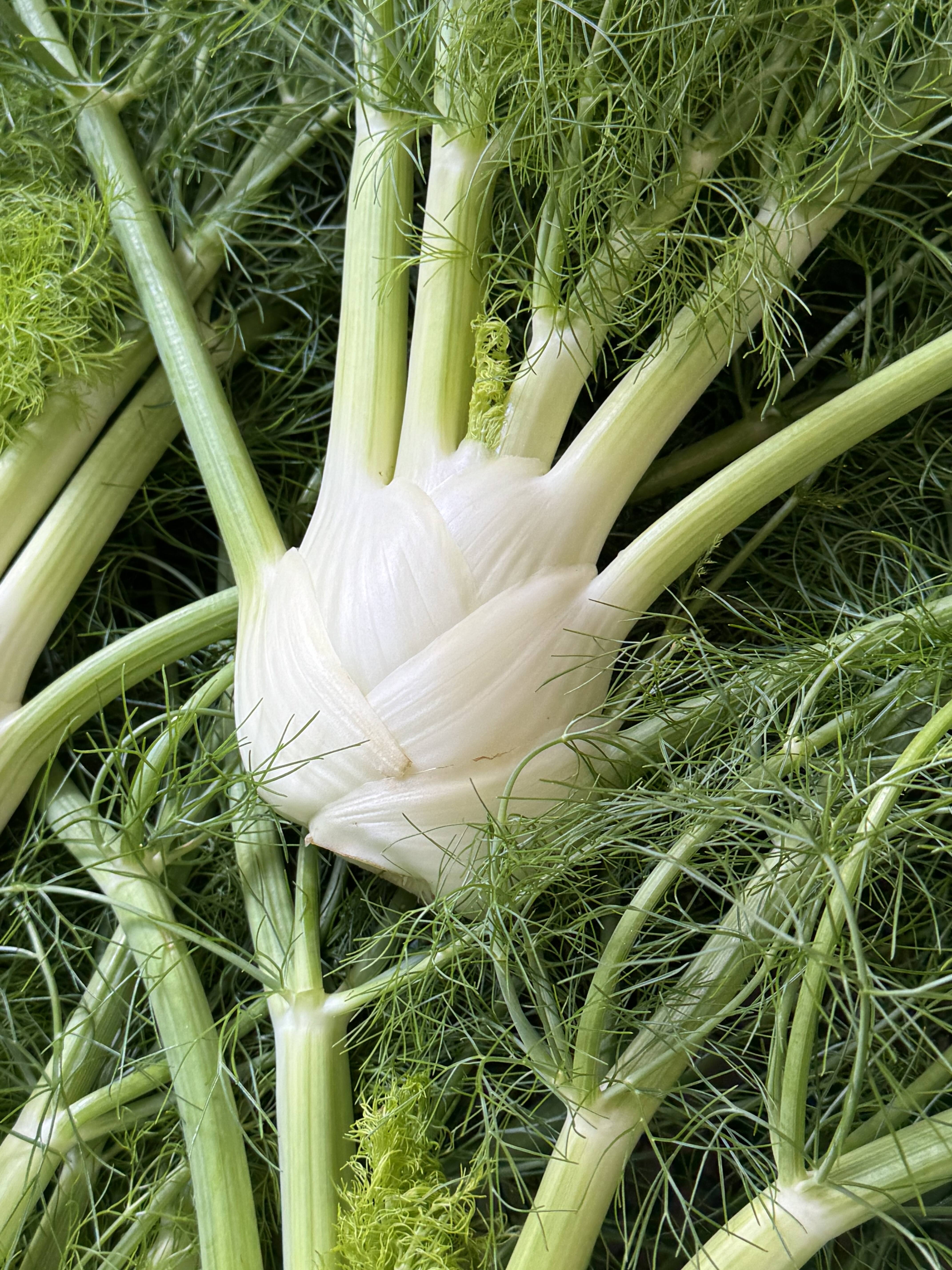 朝どれ】イタリア野菜 軽井沢町産高原野菜 新鮮 フェンネル / fennel 6