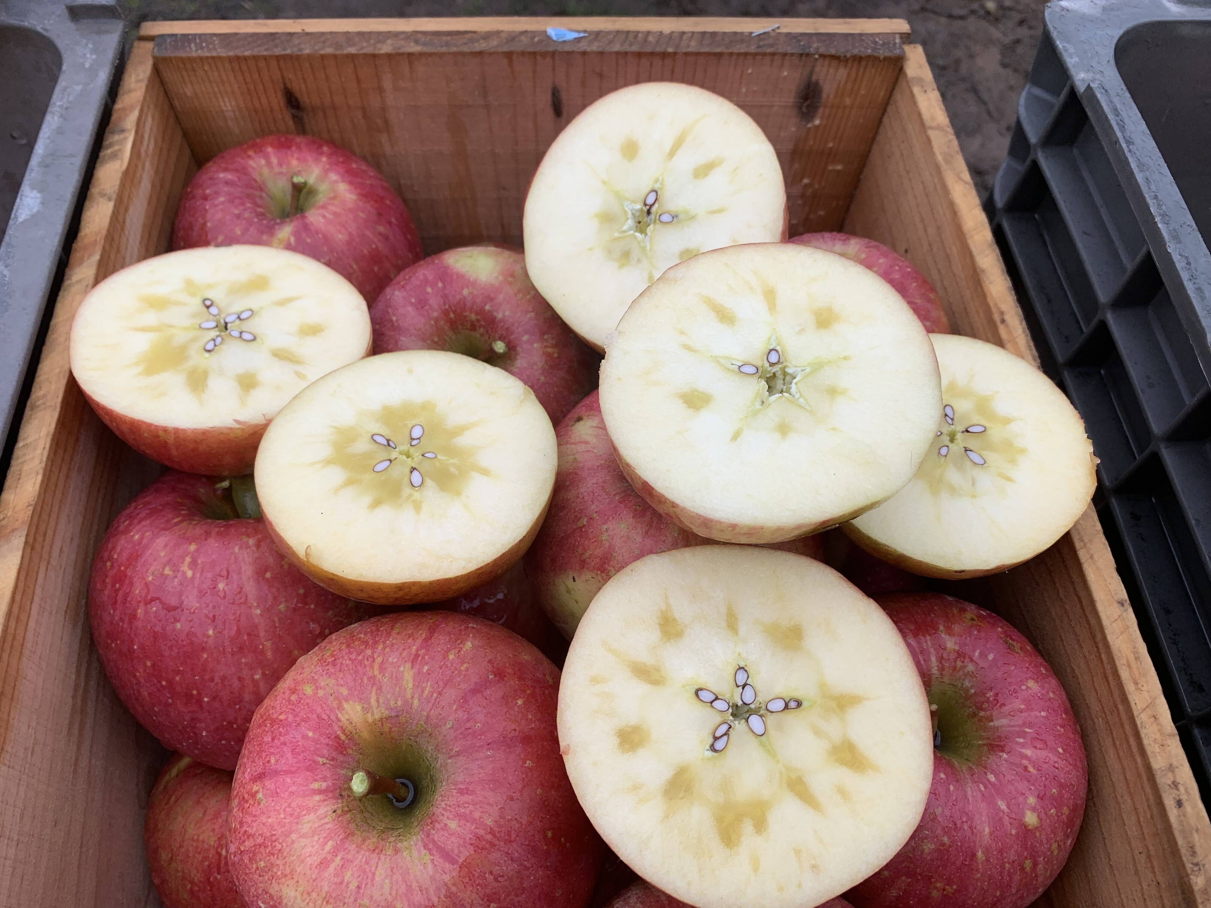 発送開始！完熟葉とらずサンふじ🍎約3kg：青森県産のふじ｜食べチョク