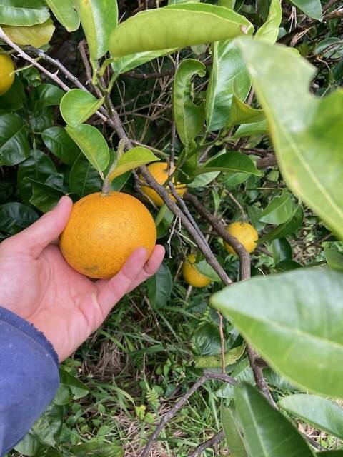 自然栽培 八朔 はっさく 紅八朔 混載 10kg：鹿児島県産のみかん