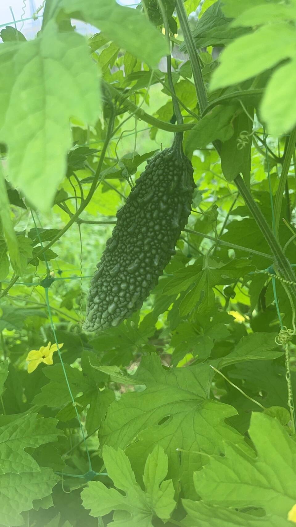 『在来種ゴーヤ自然栽培』【農薬完全不使用 完全無肥料栽培 】！淡路島産〙【1キロ】自然農法