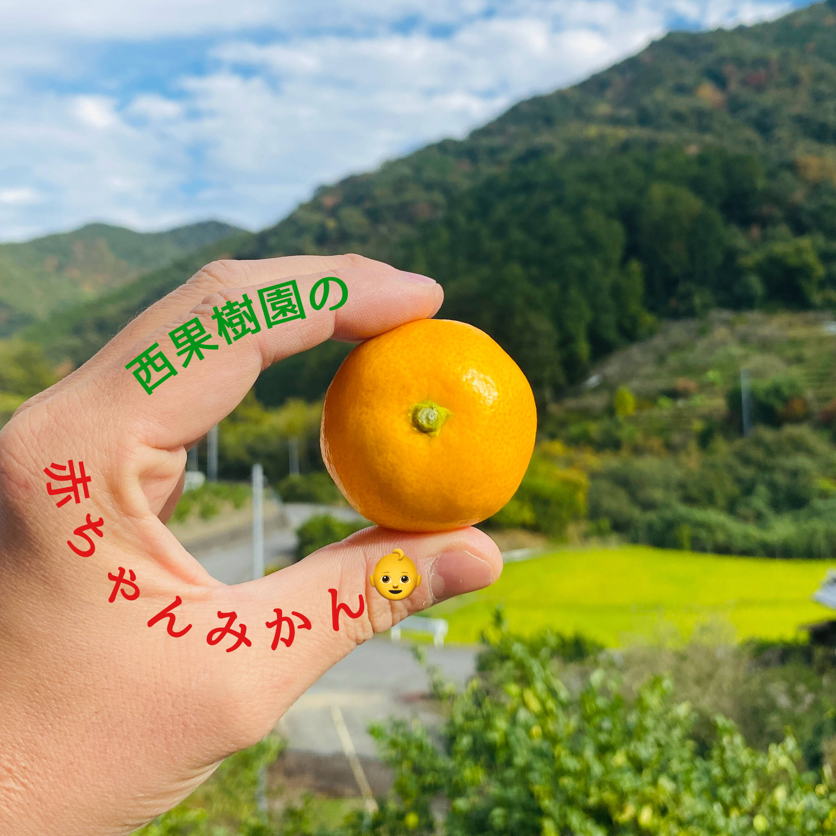 専用♥お年玉超特価♥１枚限定♥みかん❤幅広キッズサイズ☆ネックウォーマー❤ 数量限定で再販‼️見た目は赤ちゃんサイズ👶でも味は濃厚！西果樹園