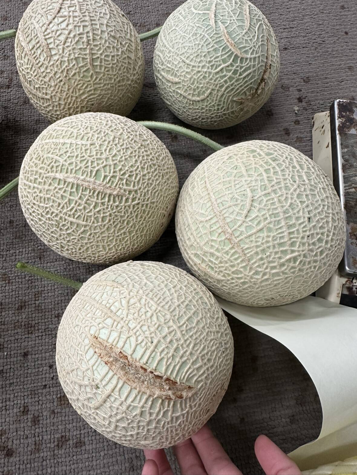 1円スタート高知県夜須町手結山産　隔離栽培　マスクメロン5玉9.2㎏訳ありご家庭用に如何でしょうか ④高知県夜須町手結山産 温室隔離栽培 マスクメロン4玉8.0