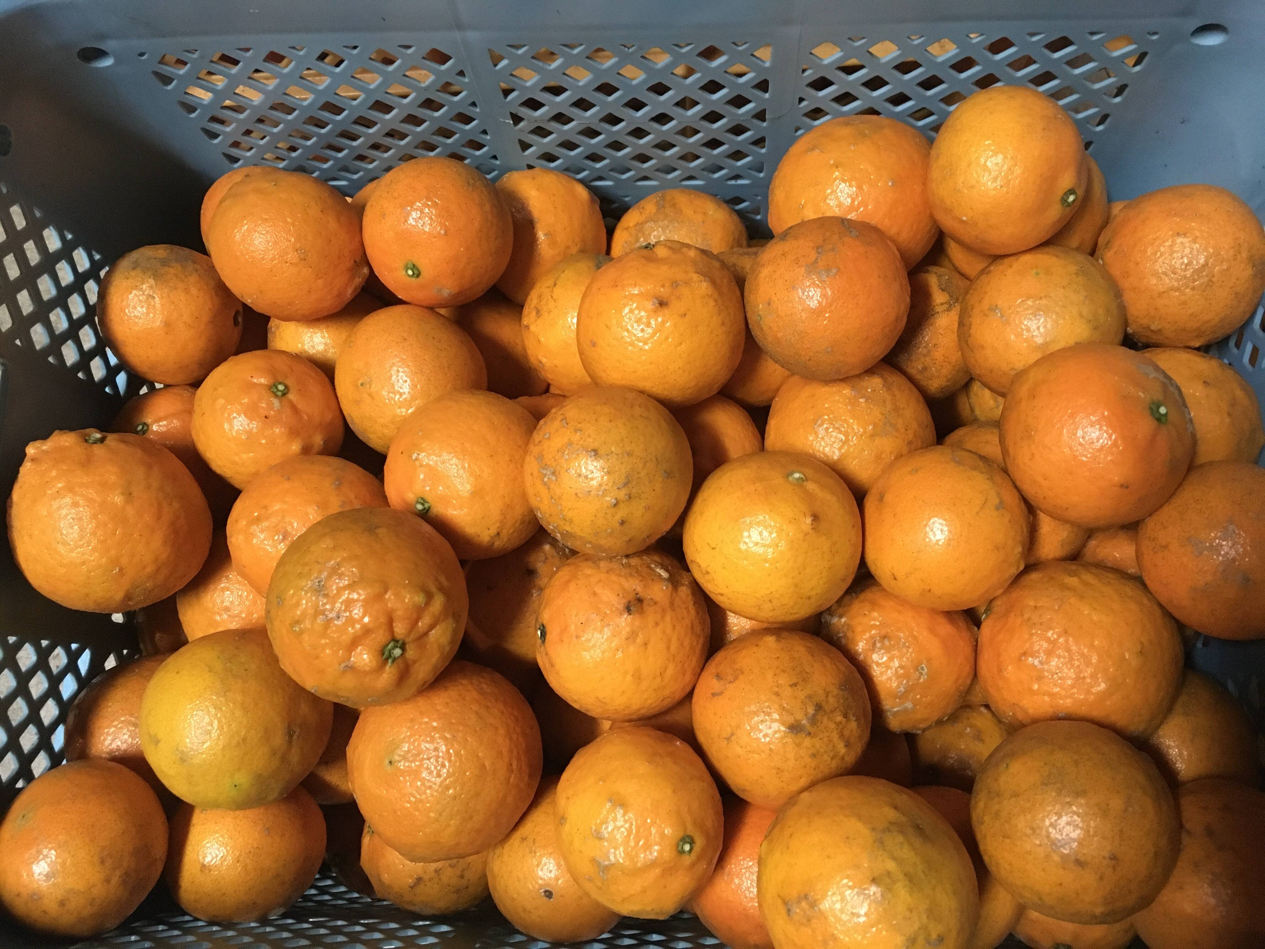 B 級品】屋久島産〝完全農薬不使用たんかん〟5kgサイズ混合タンカン