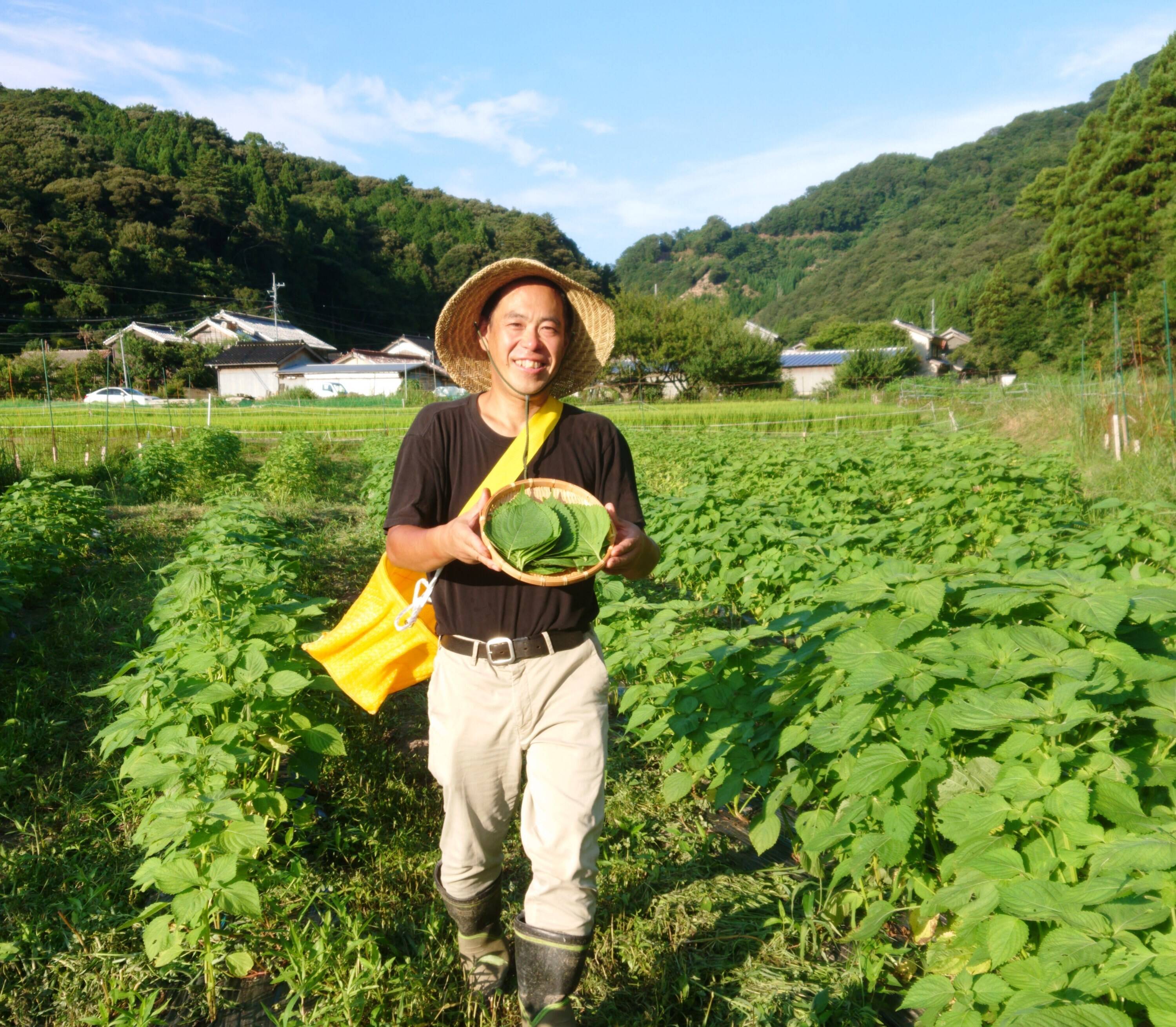 朝採れ! シャキシャキの食感。美味しい 新鮮えごま葉(100枚)：兵庫県産の野菜｜食べチョク｜産地直送(産直)お取り寄せ通販 -  農家・漁師から旬の食材を直送