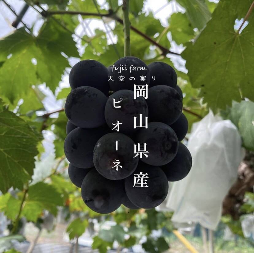 天空の実り！！岡山県産ニューピオーネ！2房（箱込み1k箱