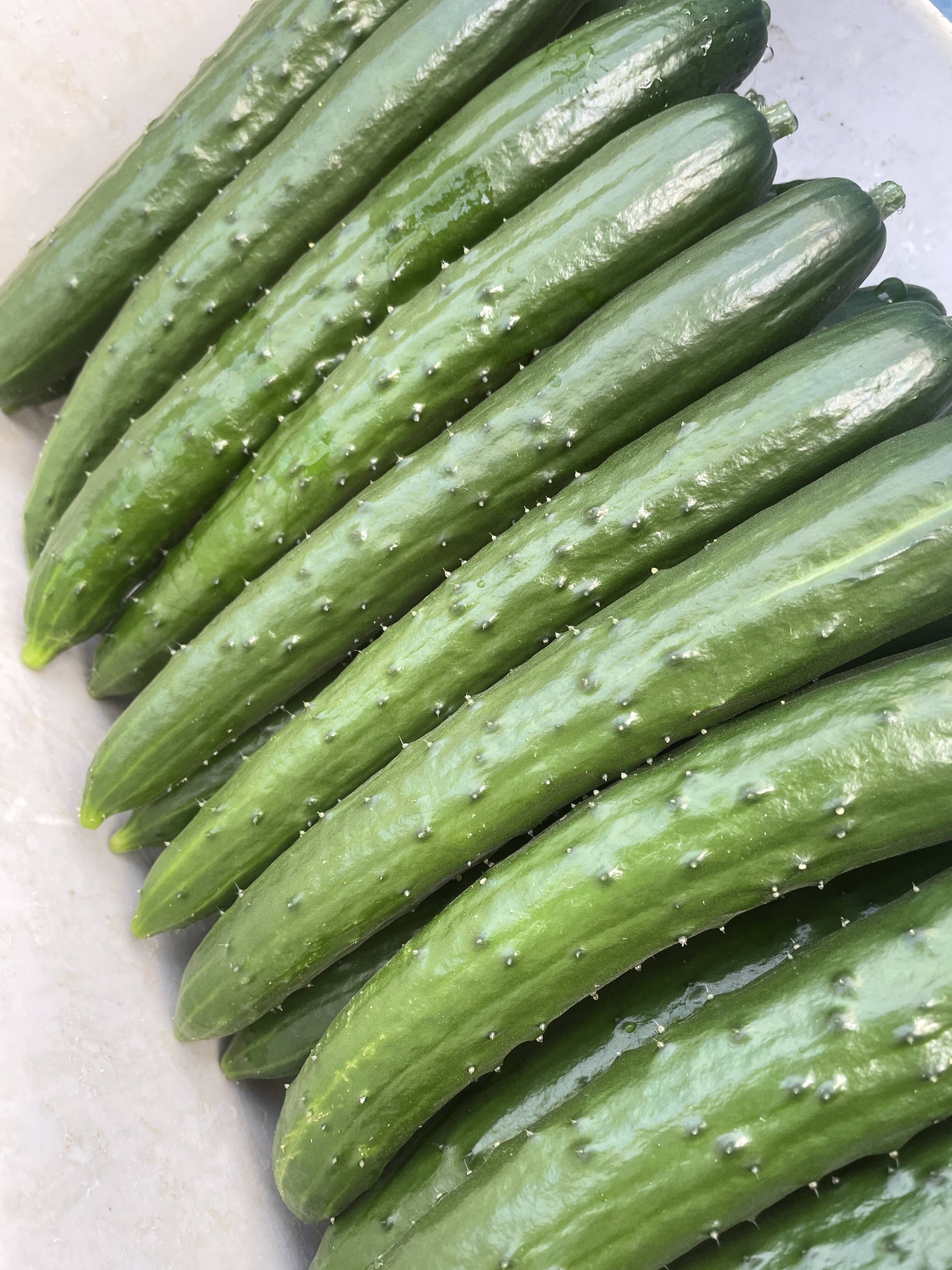 神奈川県産 農家直送 朝どれきゅうり - 野菜