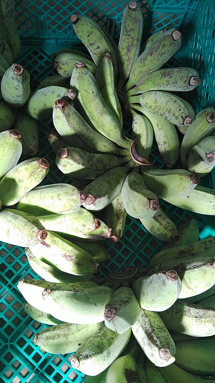 期間限定！規格外特価！もちもちのアップルバナナ4kg(バラ）：沖縄県産