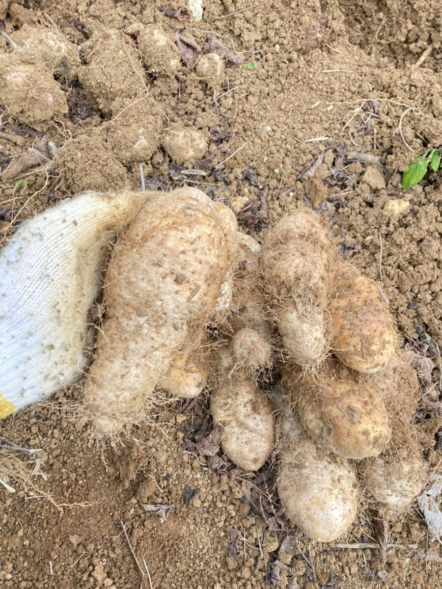 【予約販売開始!!】今が旬の琉球自然薯(クーガ芋)土付き/(1.5kg)