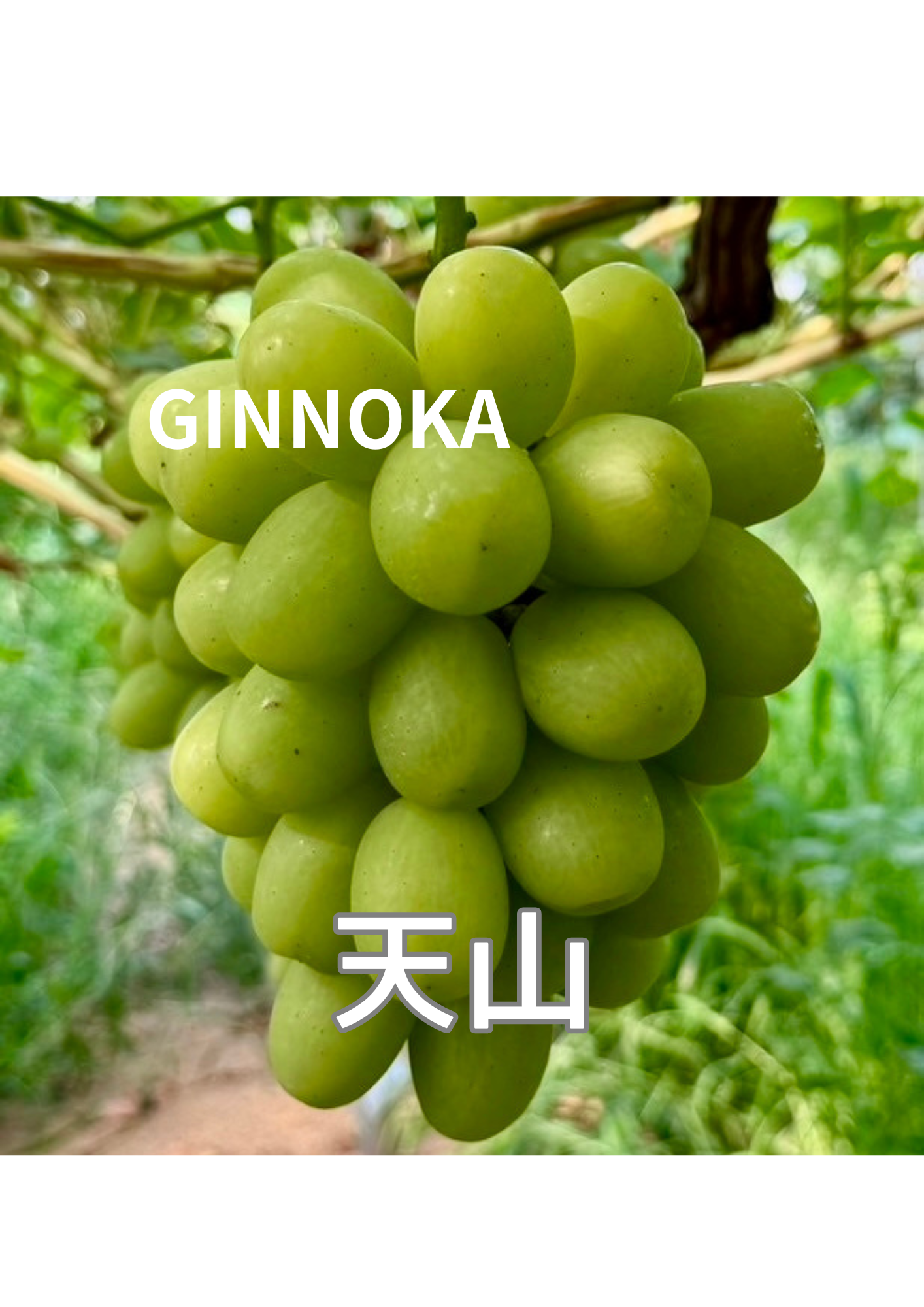 幻のレアぶどうセット！】天山・マイハート 各1房 1㎏前後【超数量限定