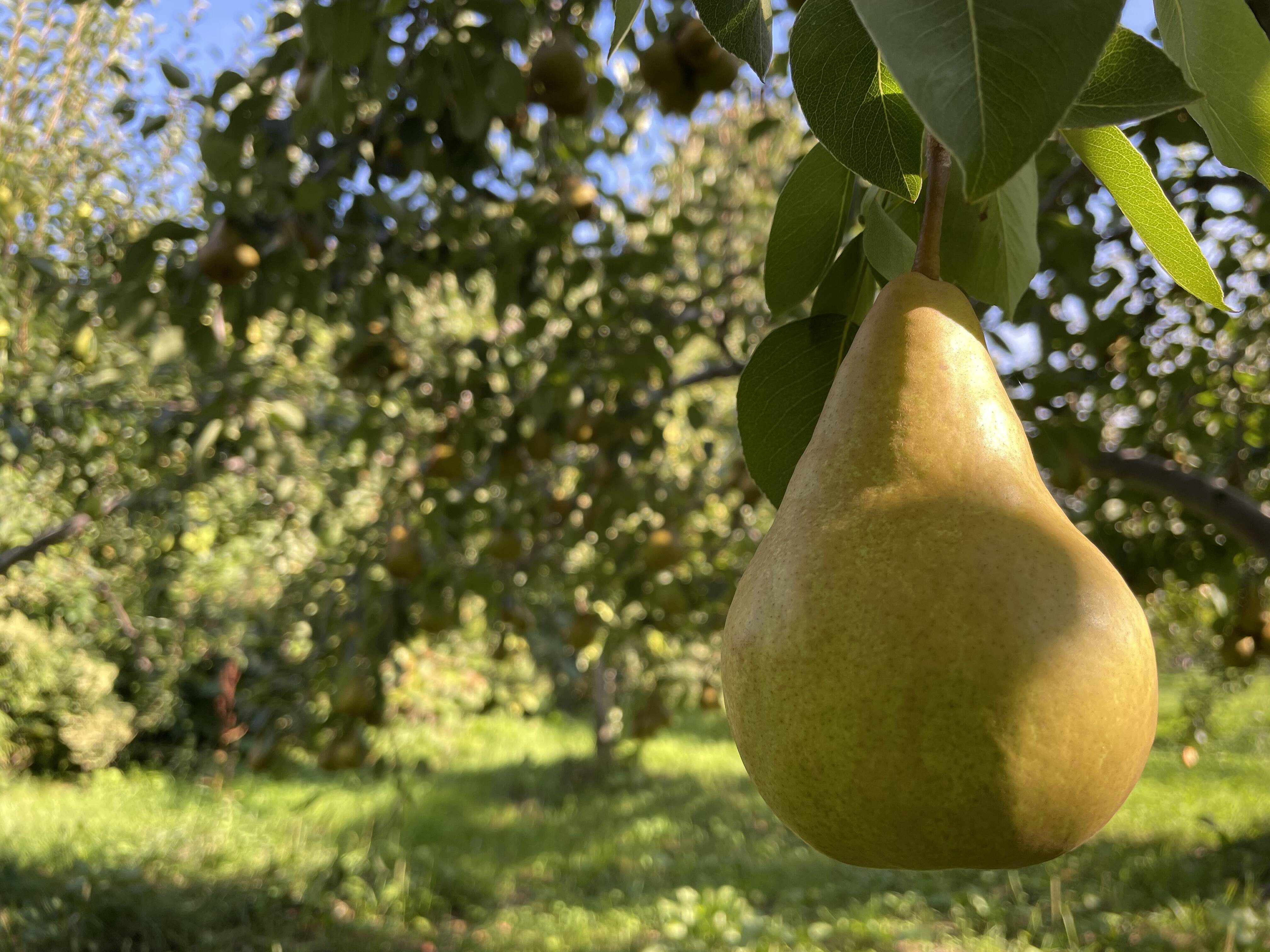 芳醇な香りとたっぷり果汁！洋梨オーロラ7kg：北海道産の果物｜食べ