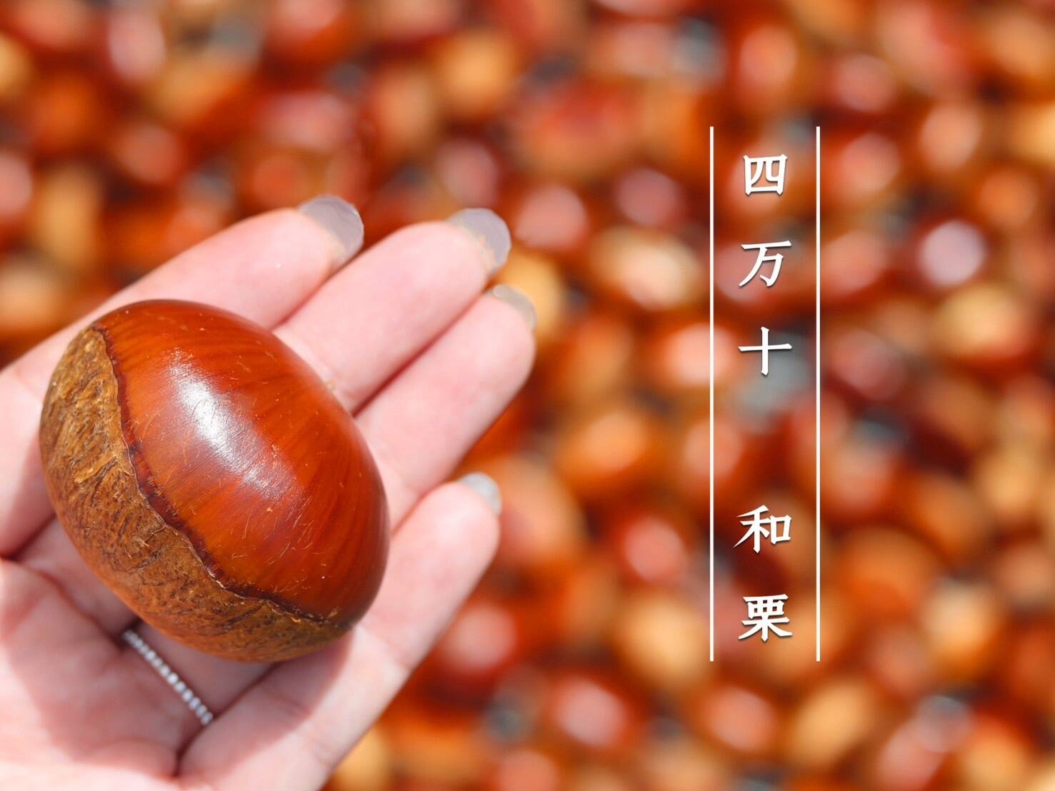 予約開始！【栗3種食べ比べセット】1.5kg 農薬不使用 自然栽培