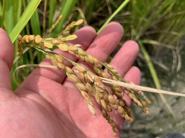 令和6年度新米】もっちりツヤツヤ！徳島県産アキサカリ【玄米30kg】：徳島県産のお米｜食べチョク｜産地直送(産直)お取り寄せ通販 - 農家 ・漁師から旬の食材を直送