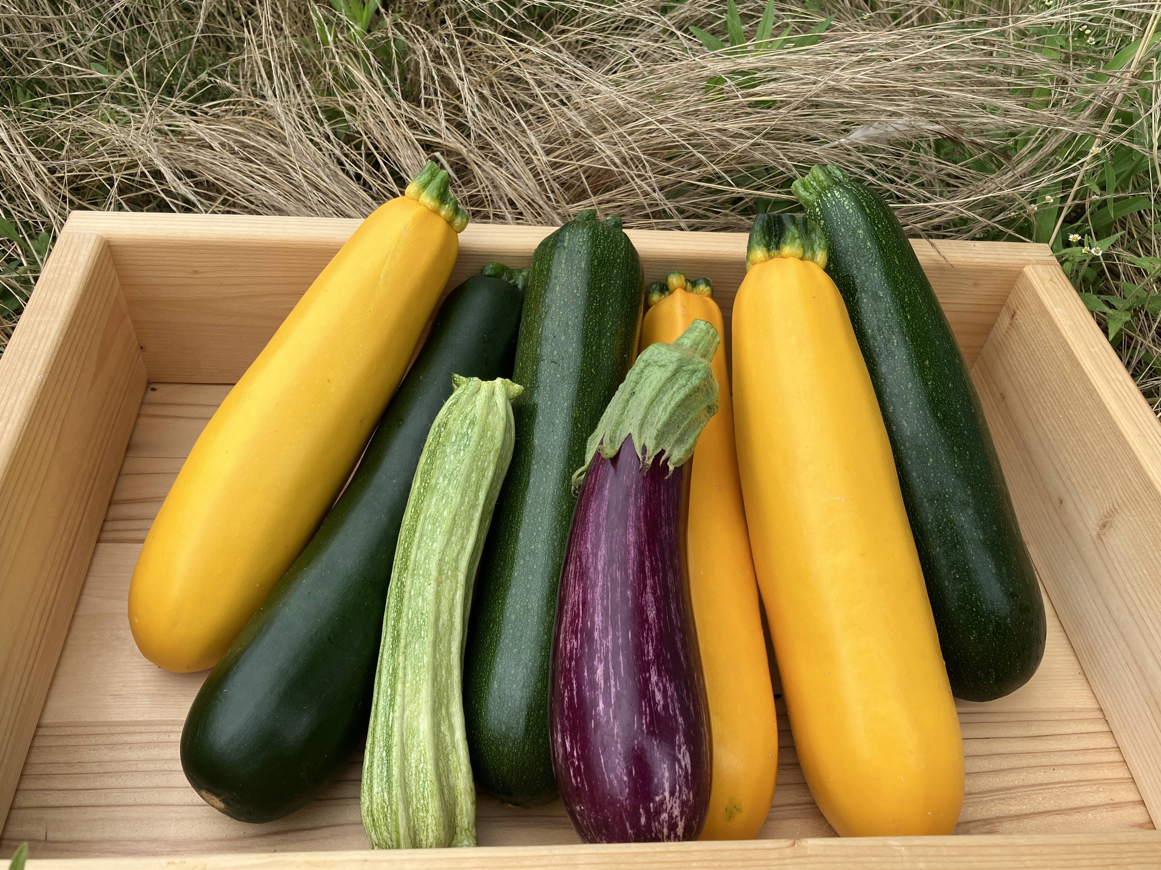 瓜林　(セルのみ) 大入りズッキーニ【ゼルダ緑・ジャッロ黄・ライム薄緑・パリーノ丸