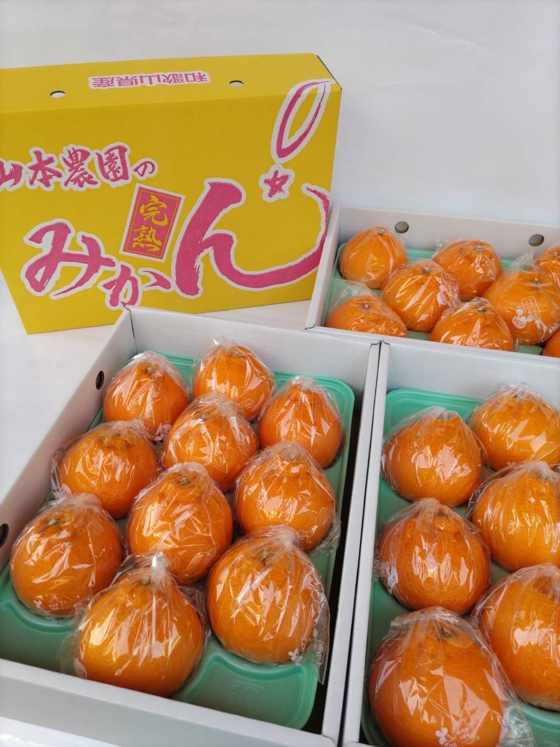 厳選！不知火(しらぬい)！化粧箱入り』 約3kg【8〜10玉】：和歌山県産