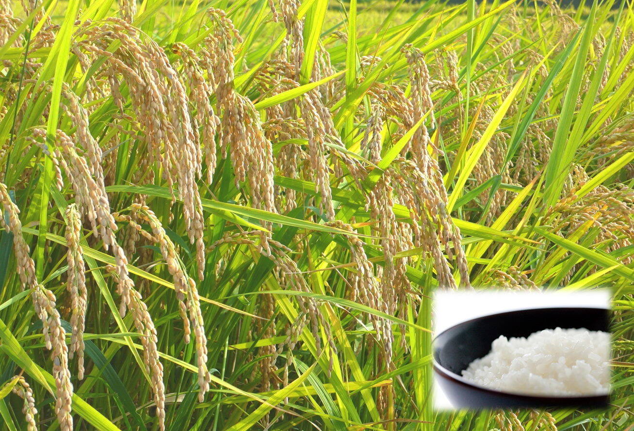 新米予約 令和7年産 多古米 白米 10kg 幻の米 多古町 東佐野産