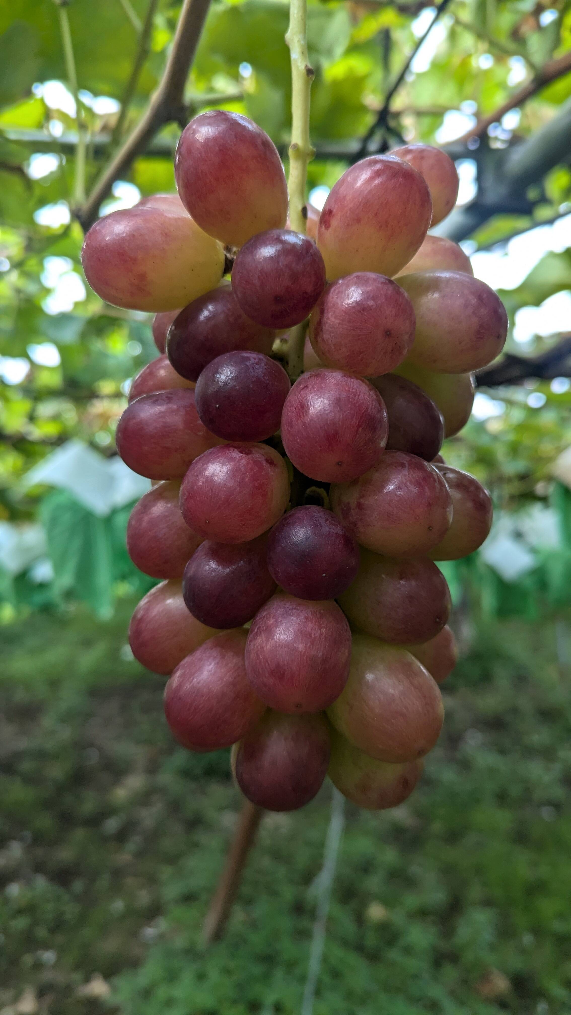 シャインマスカット直系の赤品種, 皮ごと コトピー🍇