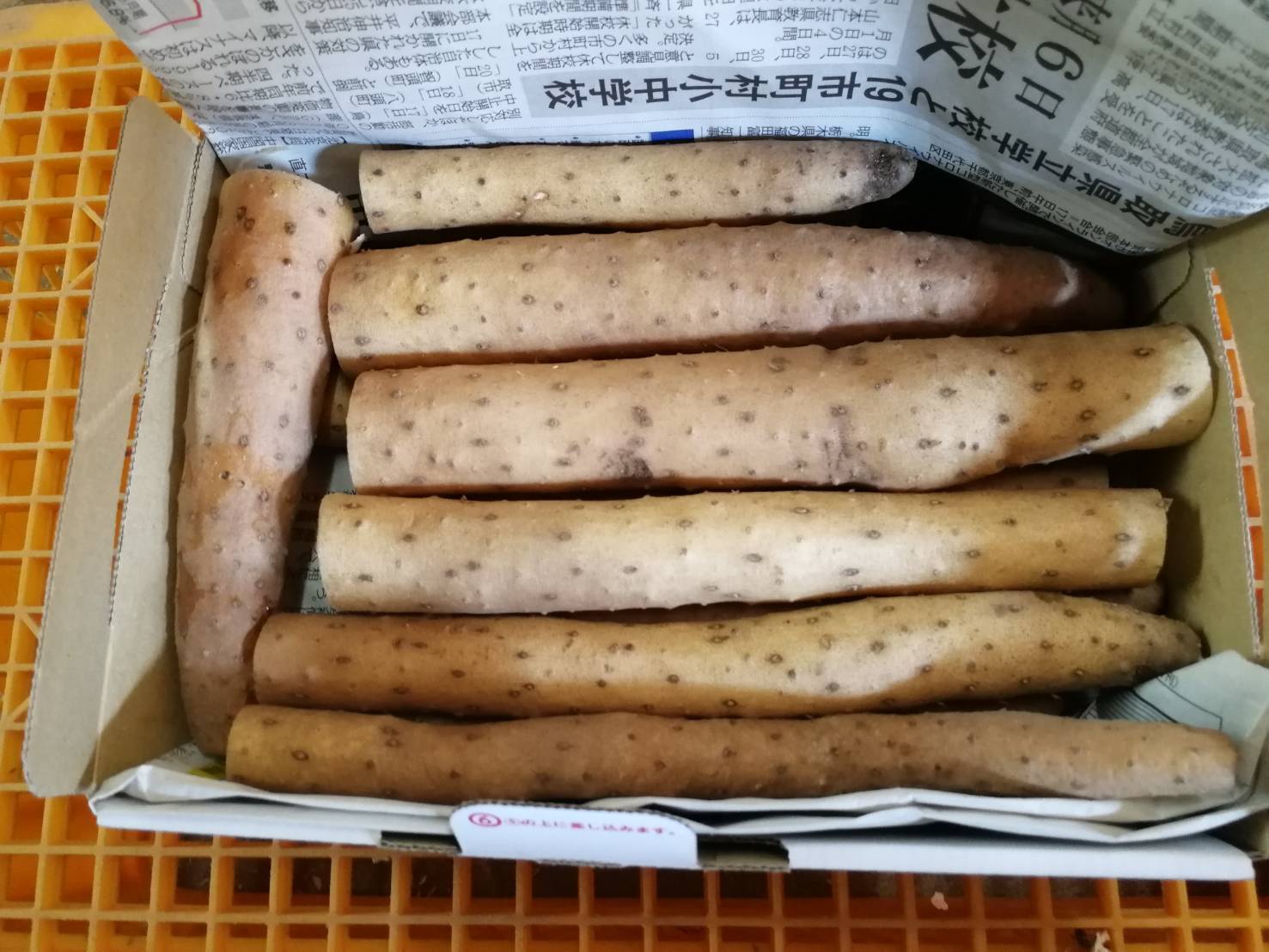 鳥取県北栄町産】とろける触感 砂丘育ち ながいも 1kg ヒゲ焼きあり