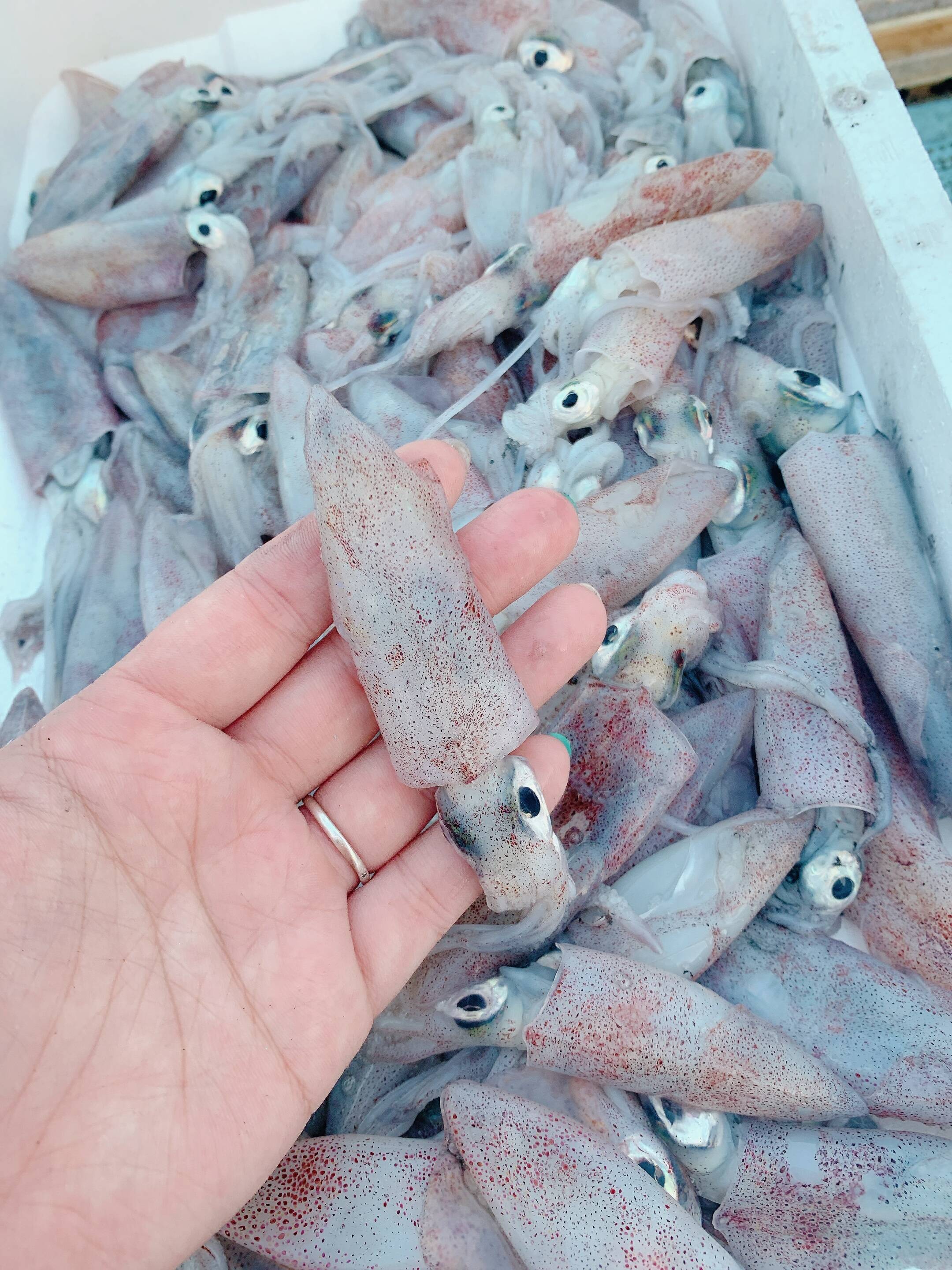 漁師直送】ヒイカ サイズ色々《1kg=250g×4パック》小分けパック