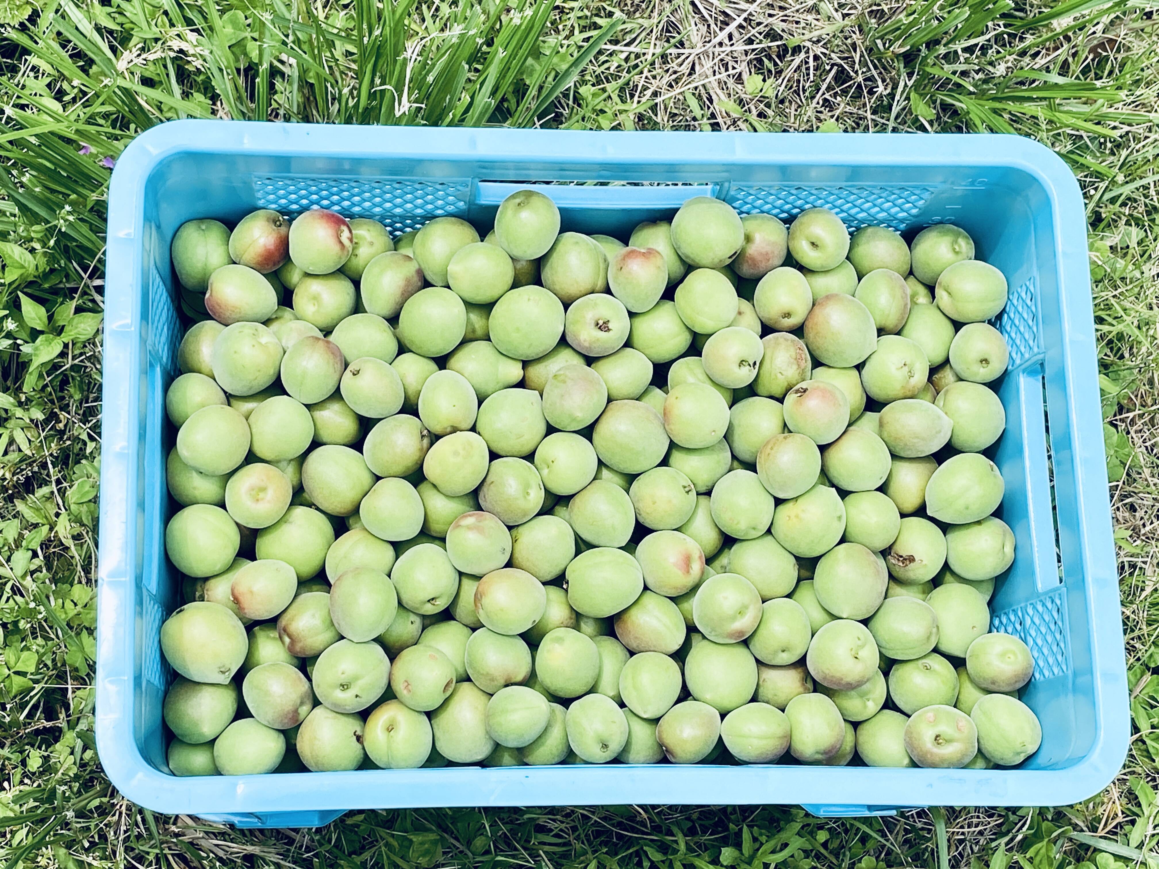 自然栽培の剣先梅 3kg 梅酒・梅シロップ用：福井県産の剣先｜食べ
