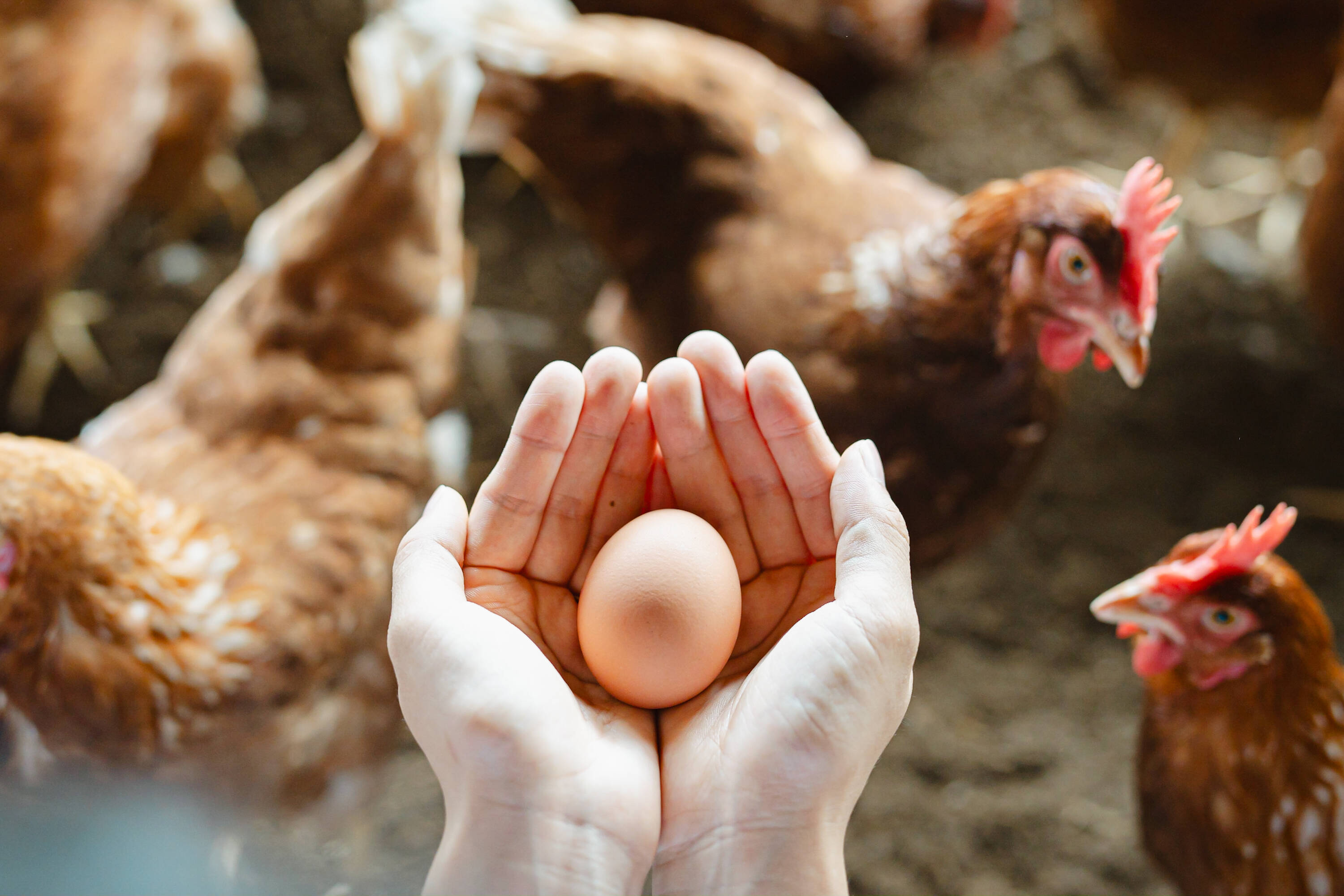 年末特価！】国産穀物飼料で育てた平飼いたまご M玉90個またはL玉80個