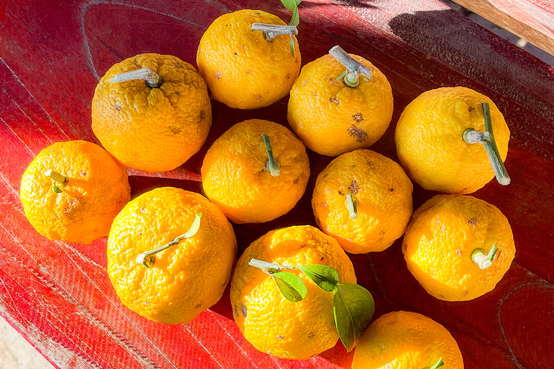 ゆす 柚子屋本店 ゆず茶 420g – にっぽん津々浦々｜本店