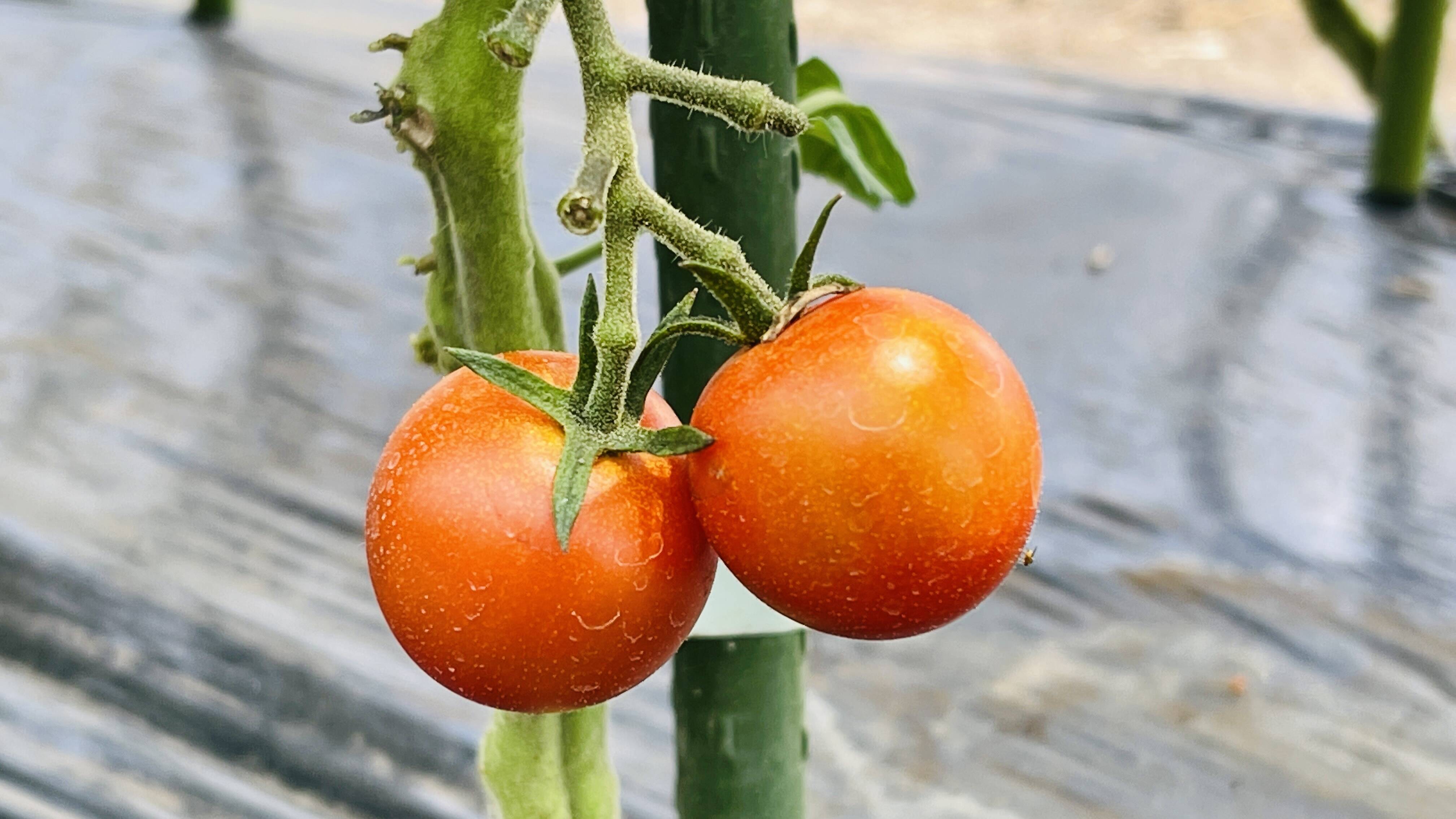 品種：千果】ぷっくり熟したミニトマト詰め合わせ！1kg：岐阜県産の