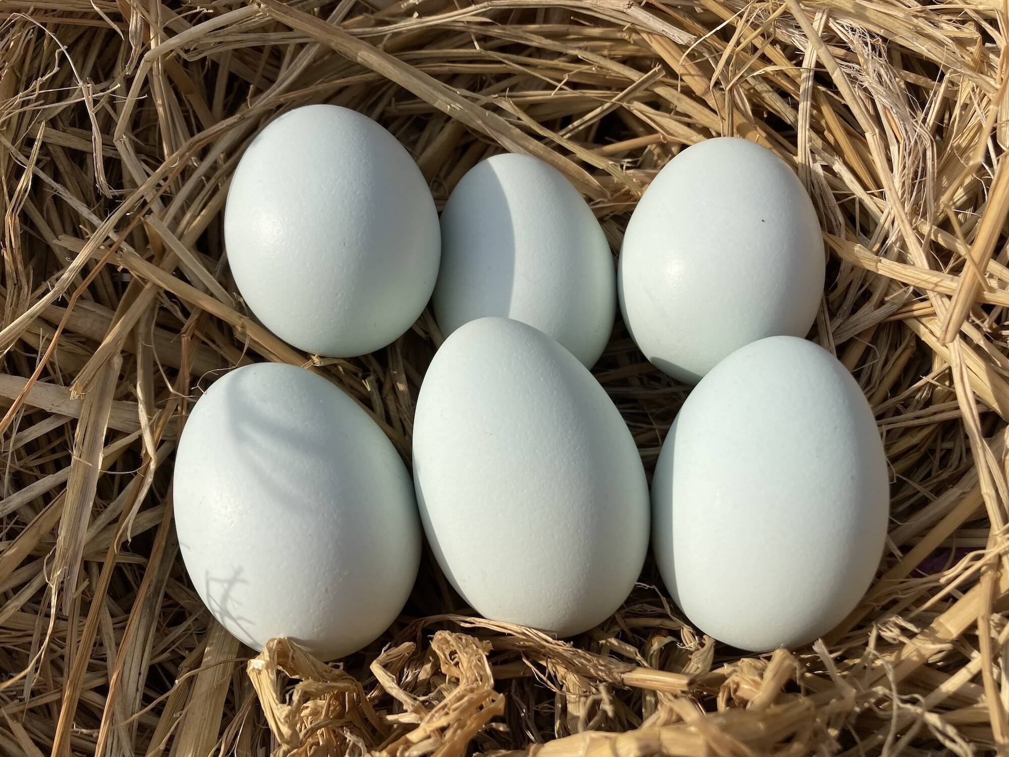 平飼い 卵 6個パック］ 岡崎アローカナ 223EGG たまご：静岡県産の平 