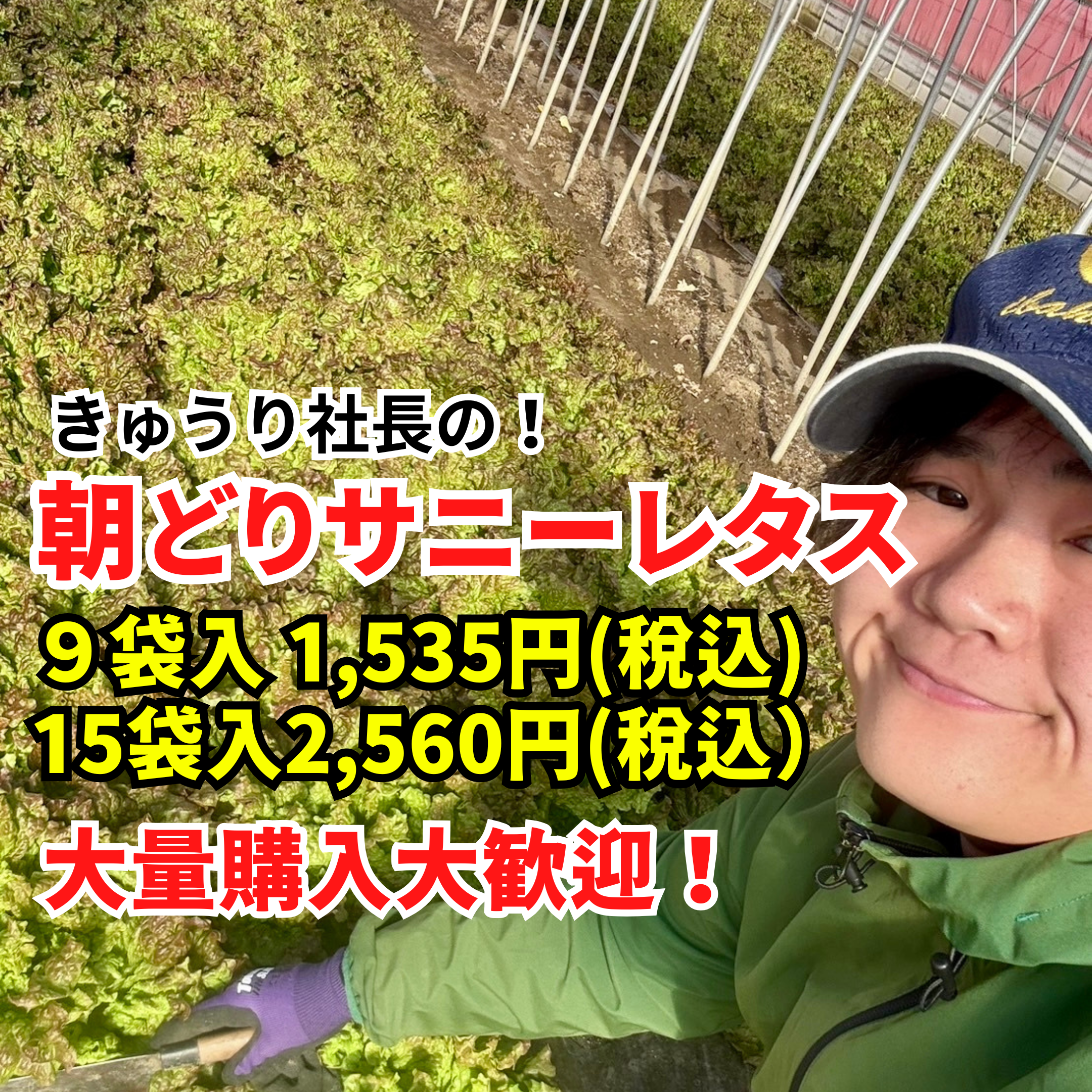数量限定朝どれ【サニーレタス】15袋 常温配送：埼玉県産のレタス
