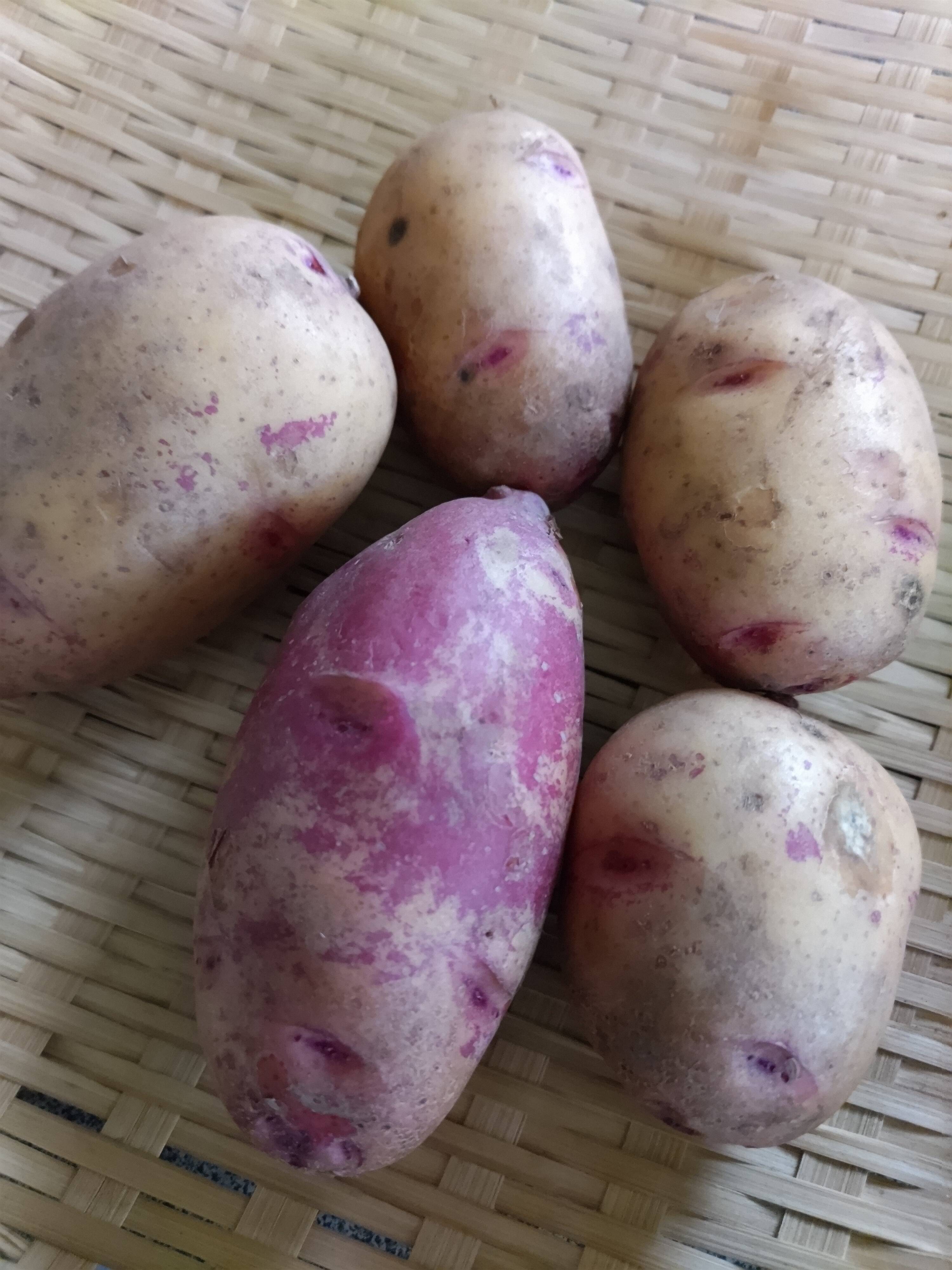 タワラアルタイル彦星（箱込2kg）：長崎県産のタワラアルタイル彦星