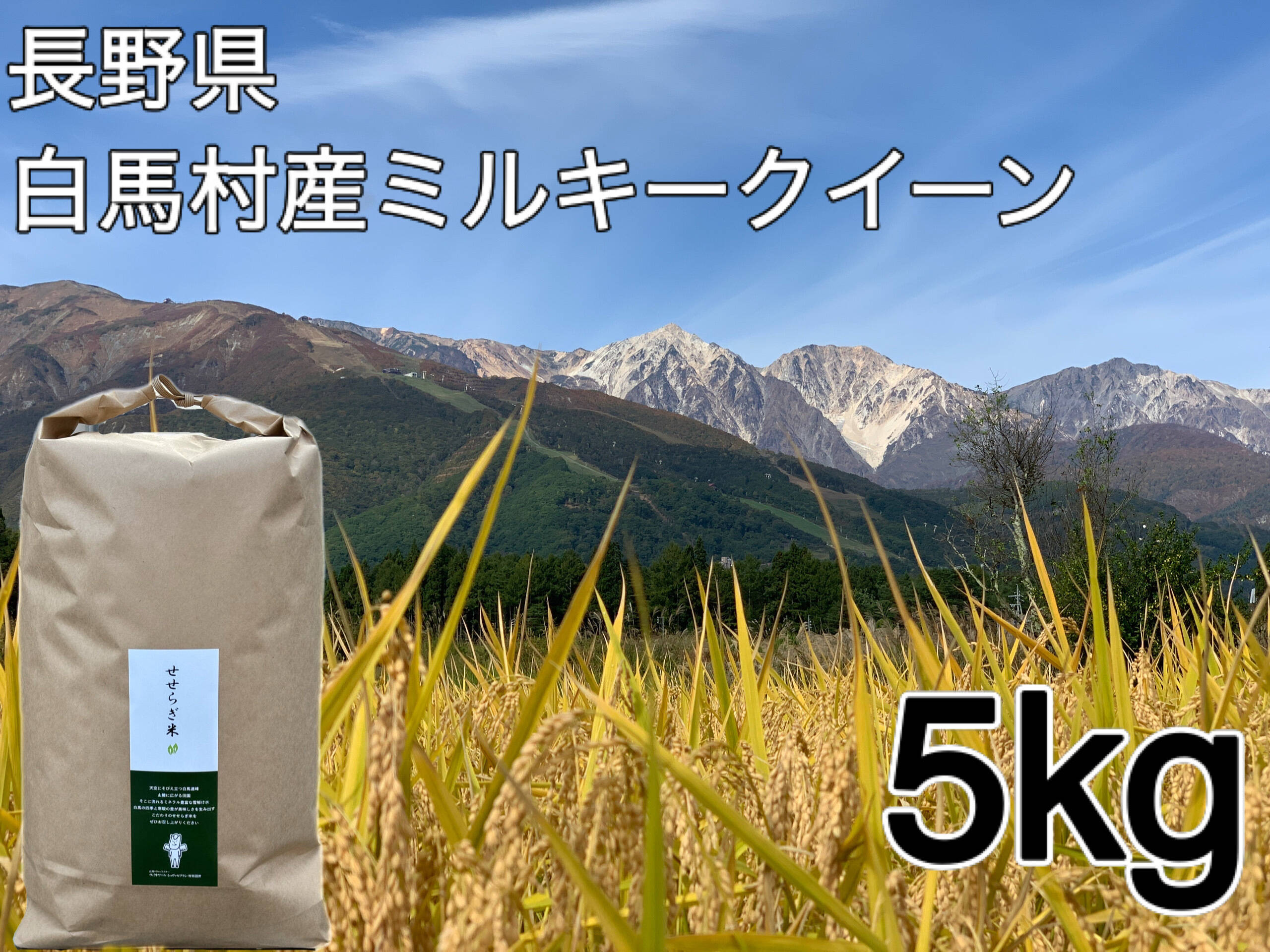 数量限定】令和7年白馬産ミルキークイーン5 kg：長野県産のミルキー