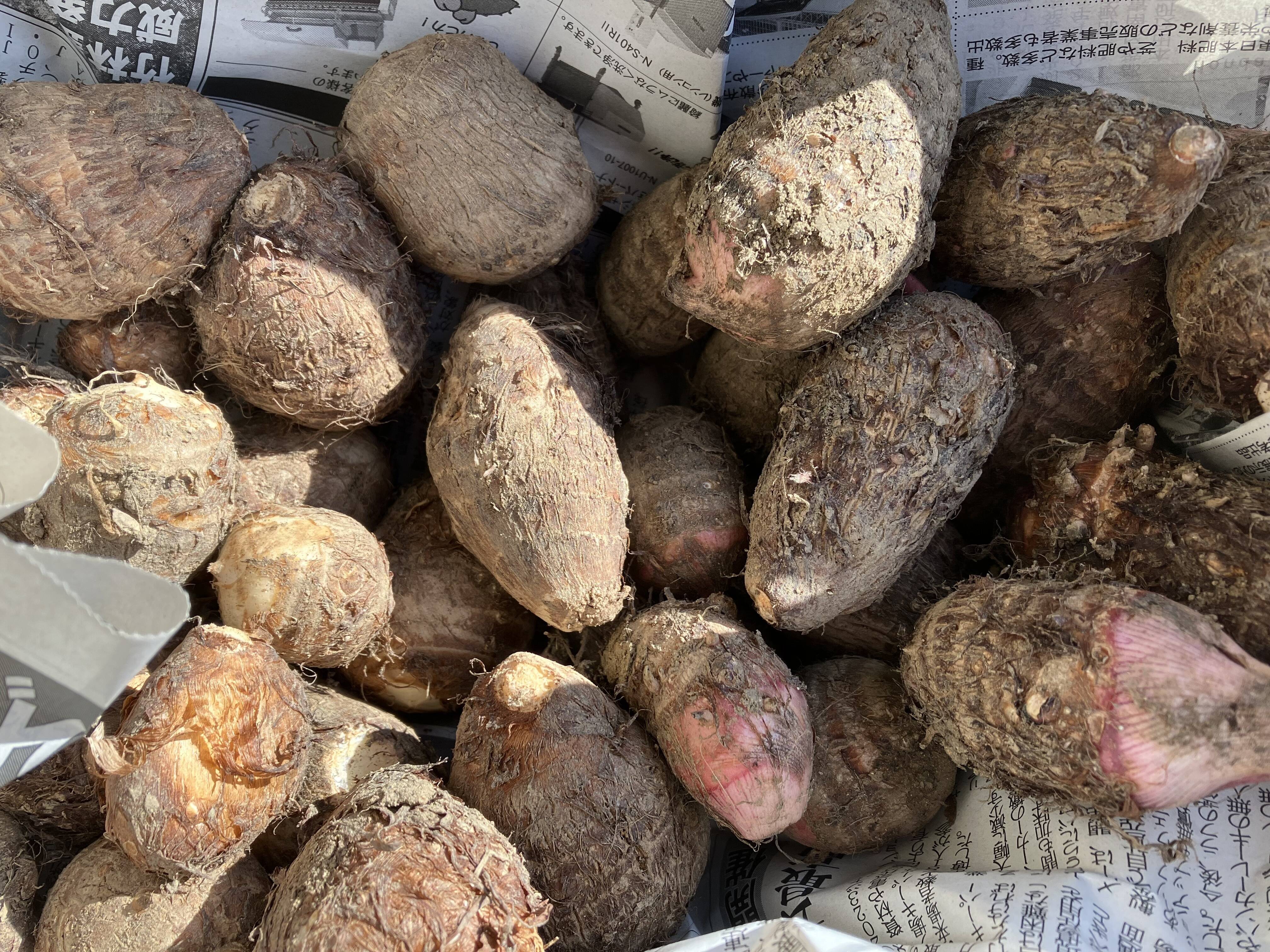 ホクホク！赤芽芋＆石川早生(各1キロ、合計2キロ入り)：岡山県産の