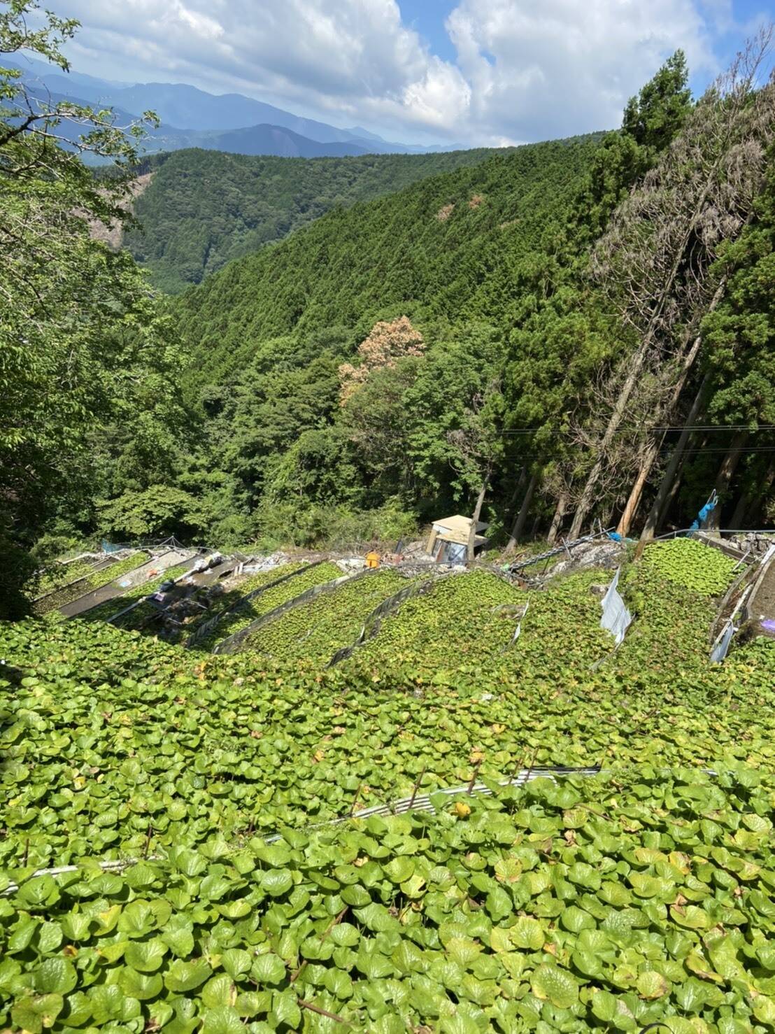 清流のめぐみ 有東木の山わさび 大（8〜12本で1kg）世界農業遺産 静岡市 - 野菜