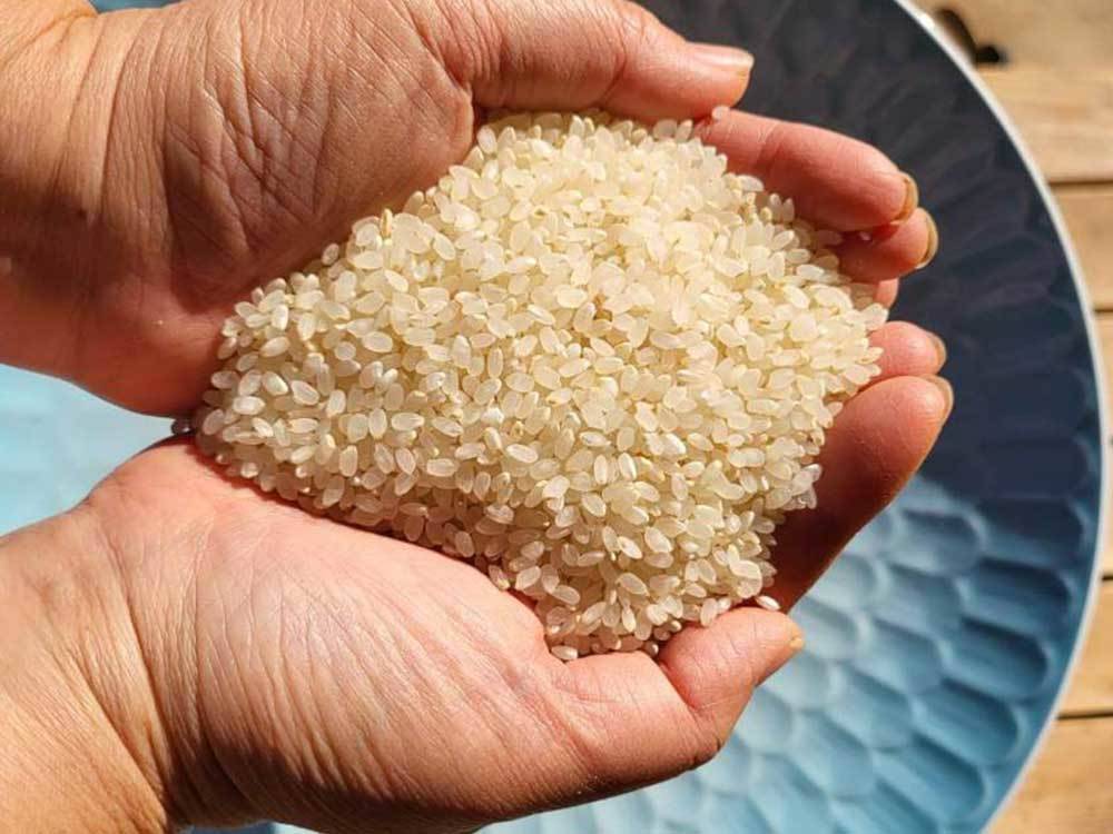 農薬不使用・無施肥 白米 八分づき ヒノヒカリ 箱込１０kg：大分県産のお米｜食べチョク｜産地直送(産直)お取り寄せ通販 - 農家・漁師から旬の食材を 直送