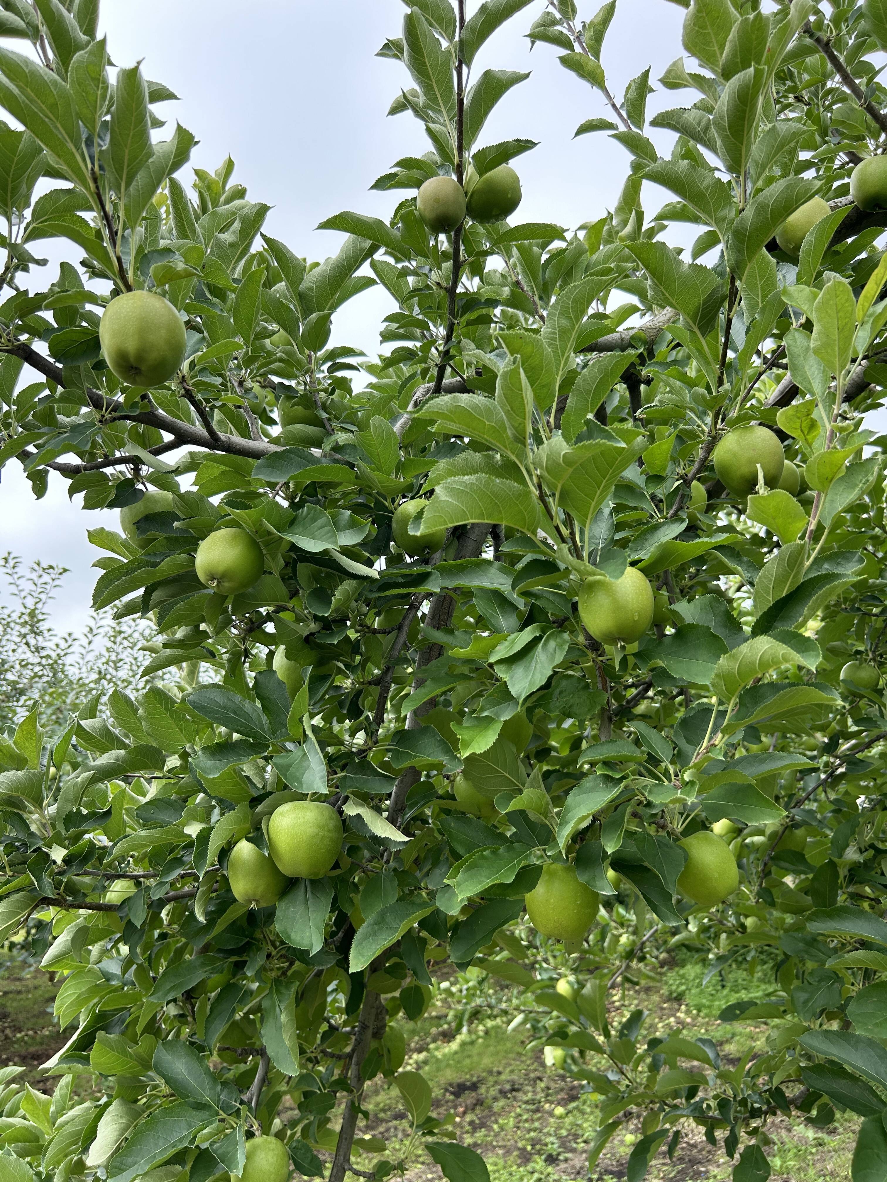 リンゴらしさ🍎｜食べチョク｜産地直送(産直)お取り寄せ通販 - 農家