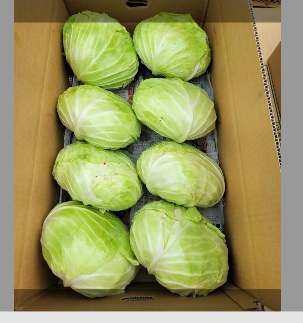 サラダにもオススメ！甘味柔らか！キャベツ 【有機JAS認証】わけあり