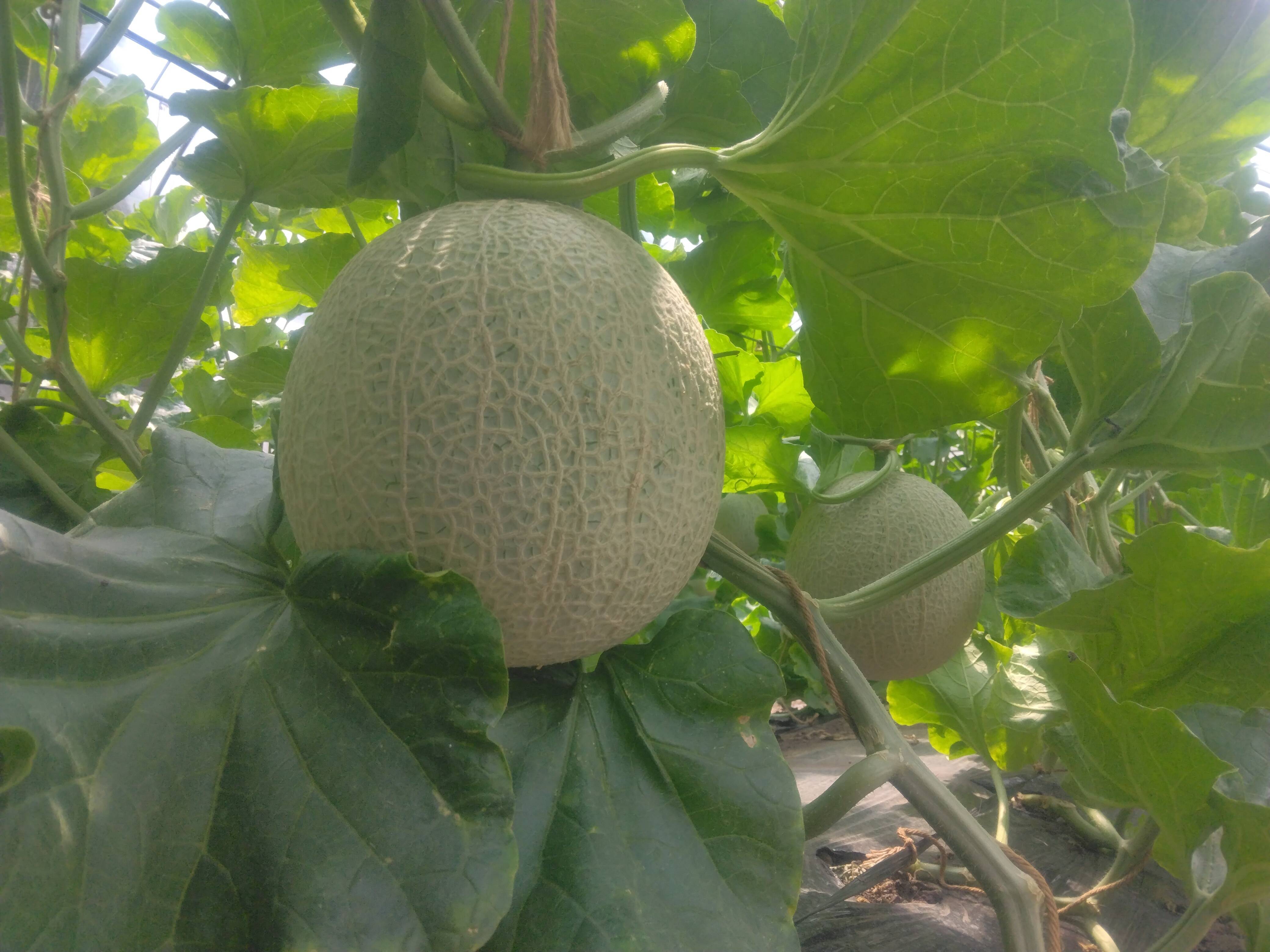 熊本県産　アールスメロン　5玉 1玉約1.6kg 甘い！大玉ご家庭用メロン（アールスメロン1.6㎏以上1玉）：岐阜