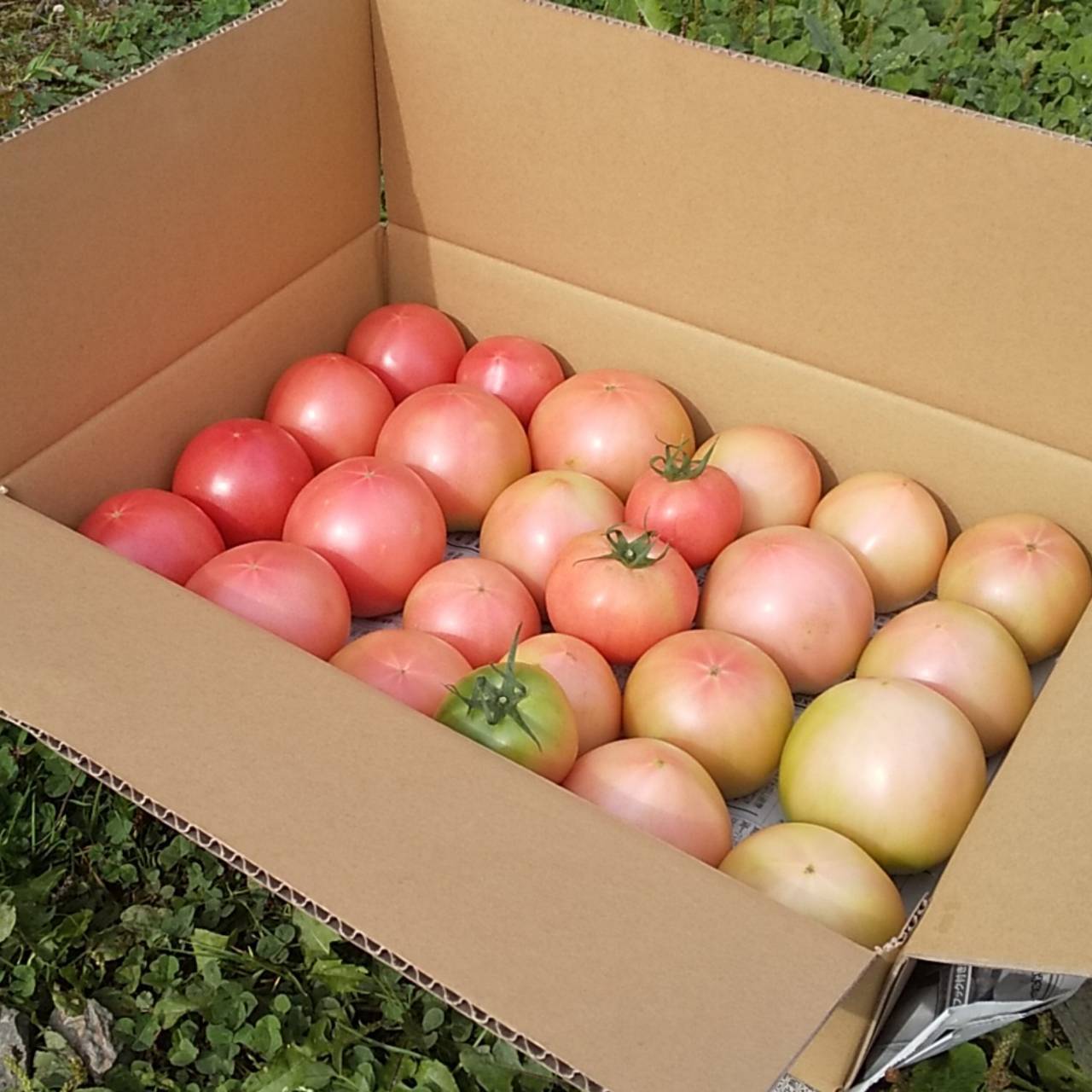 野菜ソムリエサミット銀賞 甘みギュッ 桃太郎4kg箱 北海道産の野菜 食べチョク 産地直送 産直 お取り寄せ通販 農家 漁師から旬の食材を直送 野菜ソムリエサミット銀賞 甘みギュッ 桃太郎4kg箱 北海道産の野菜 食べチョク 産地直送 産直 お取り寄せ通販 農家 漁師から旬の食材を直送