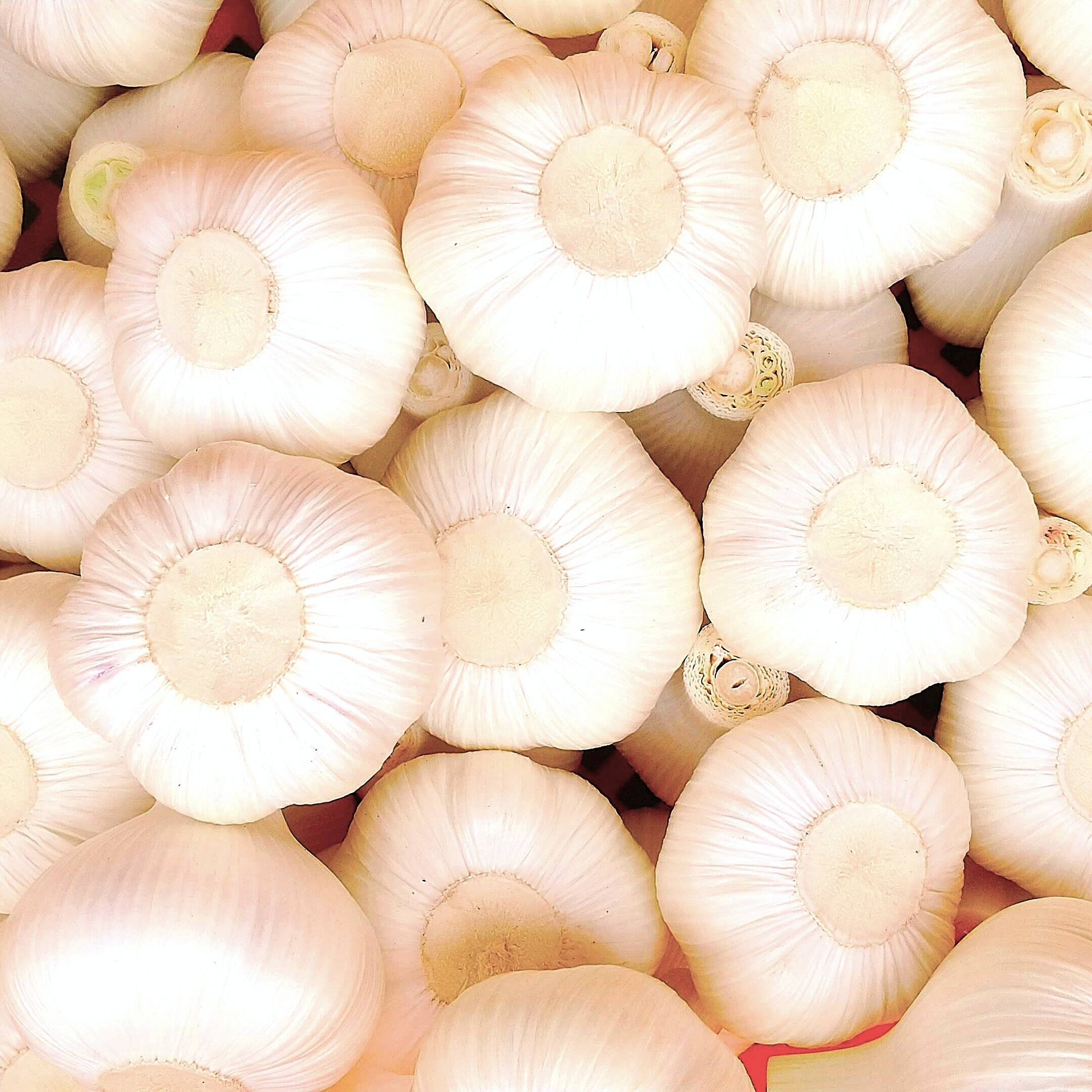 にんにく好き待望‼】生にんにく500g(4~7個程)ホクホクと香りの衝撃！今