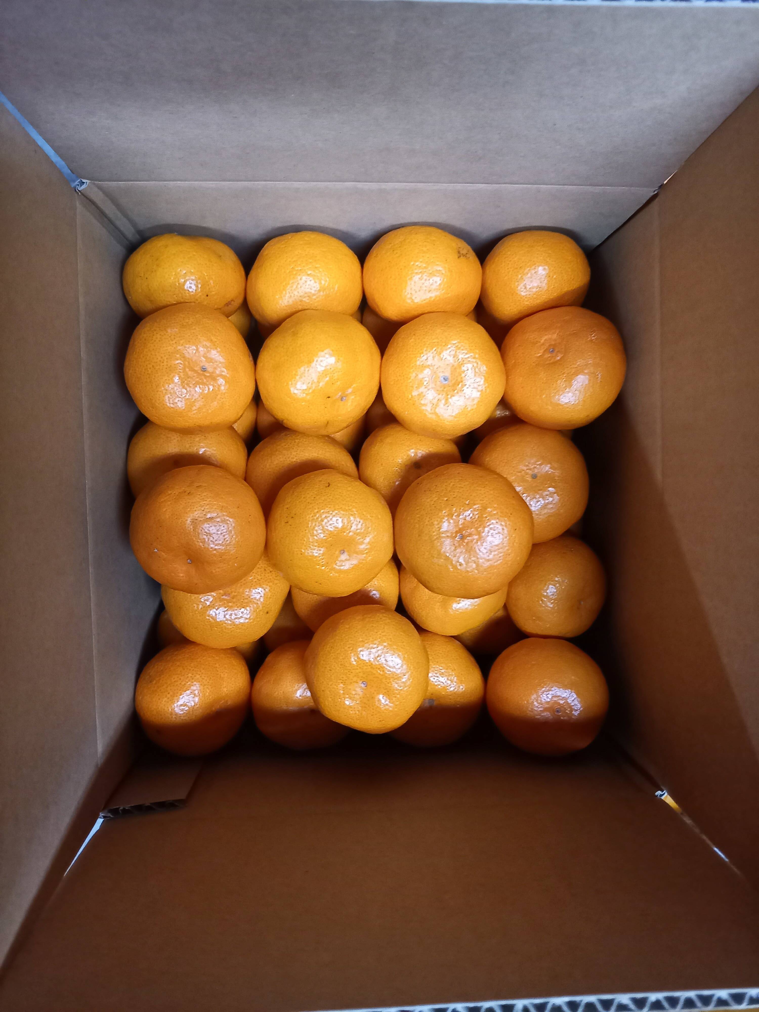 幻の産地の濃厚なみかん 高知県産 食べチョク 農家 漁師の産直ネット通販 旬の食材を生産者直送