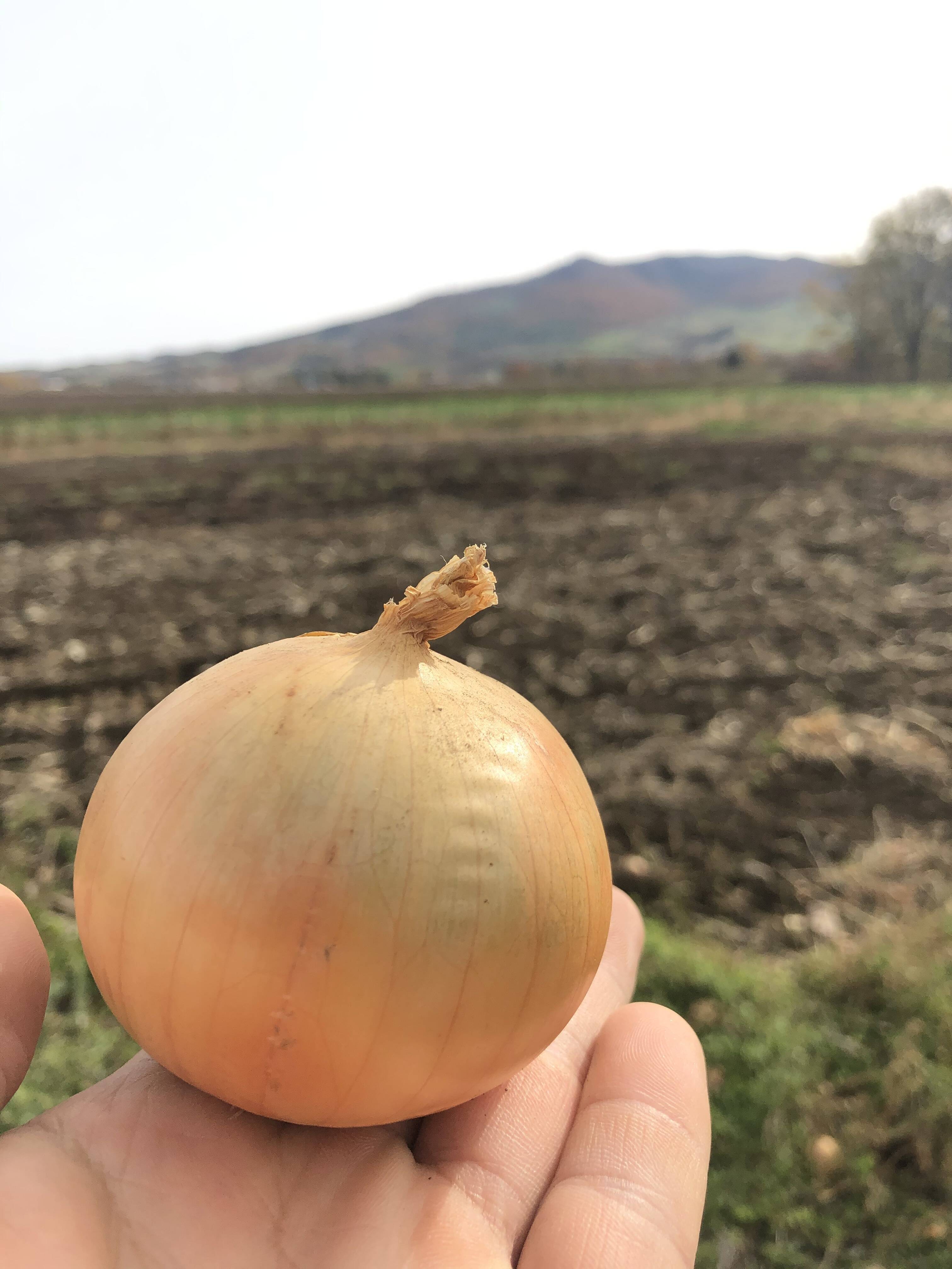 玉ねぎ 北海道産Ｌ大サイズ10kg