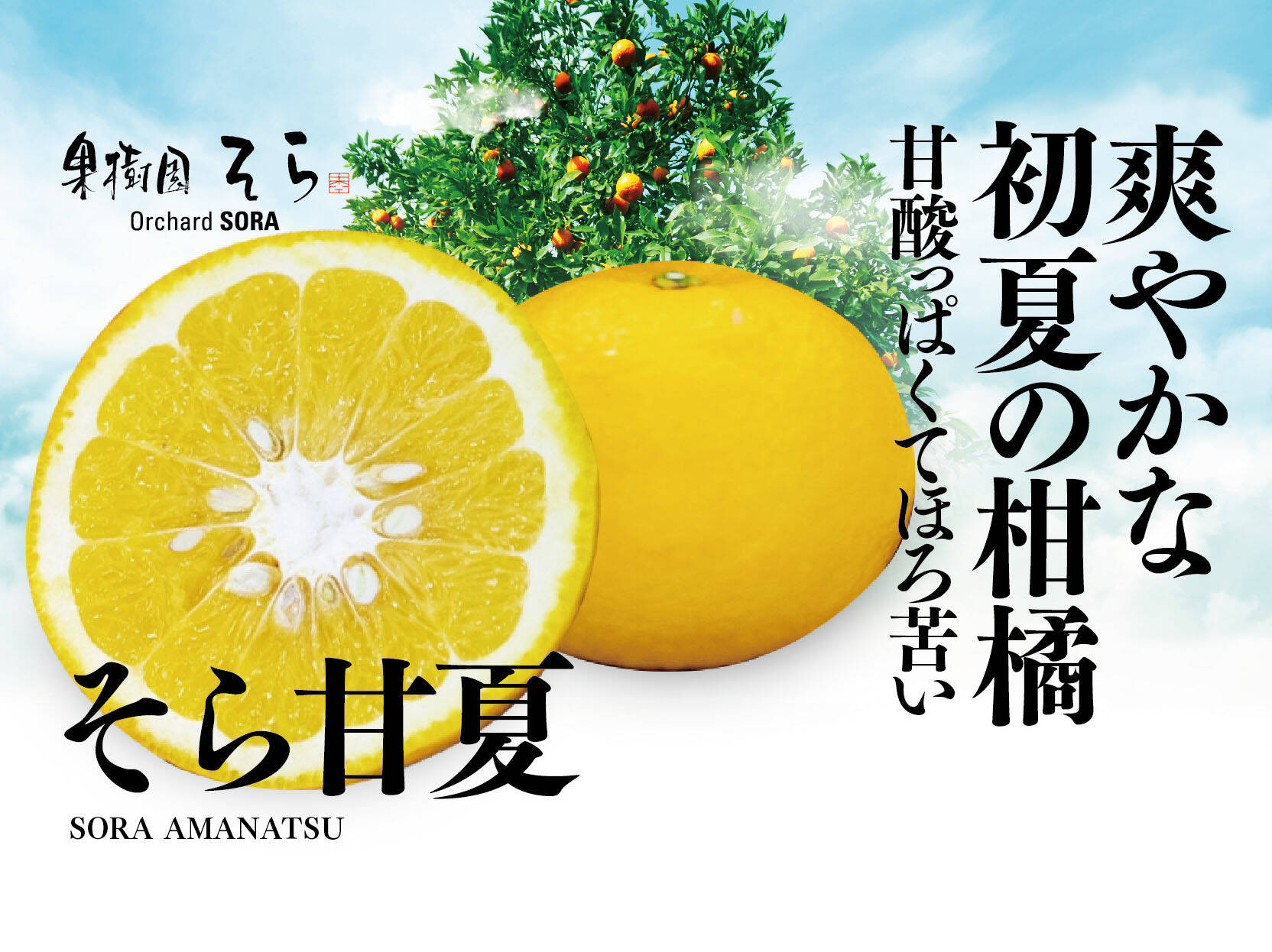 そら甘夏【天空のみかん】愛媛産みかん サイズ混合4kg：愛媛県産の