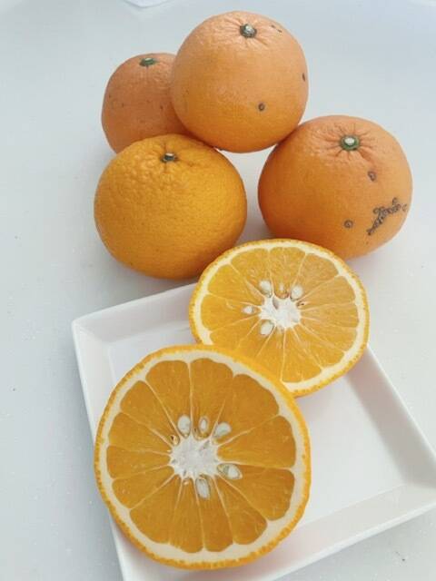 残りわずか】農薬不使用甘夏・訳ありお得箱10kg♪：静岡県産のみかん