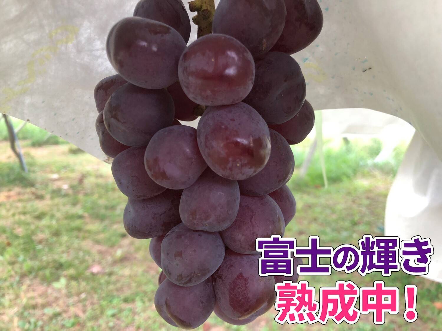 希少で貴重な富士の輝!!】農薬削減な『富士の輝』と『シャイン