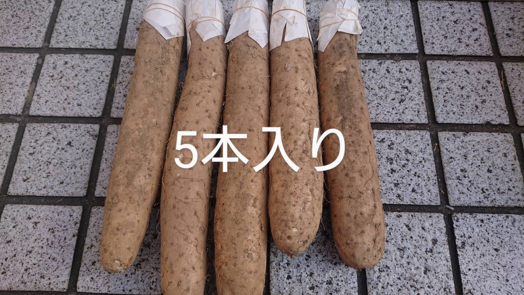 長芋掘りました！1本辺り約600㌘が5本入ってます。 疲労回復に滋養
