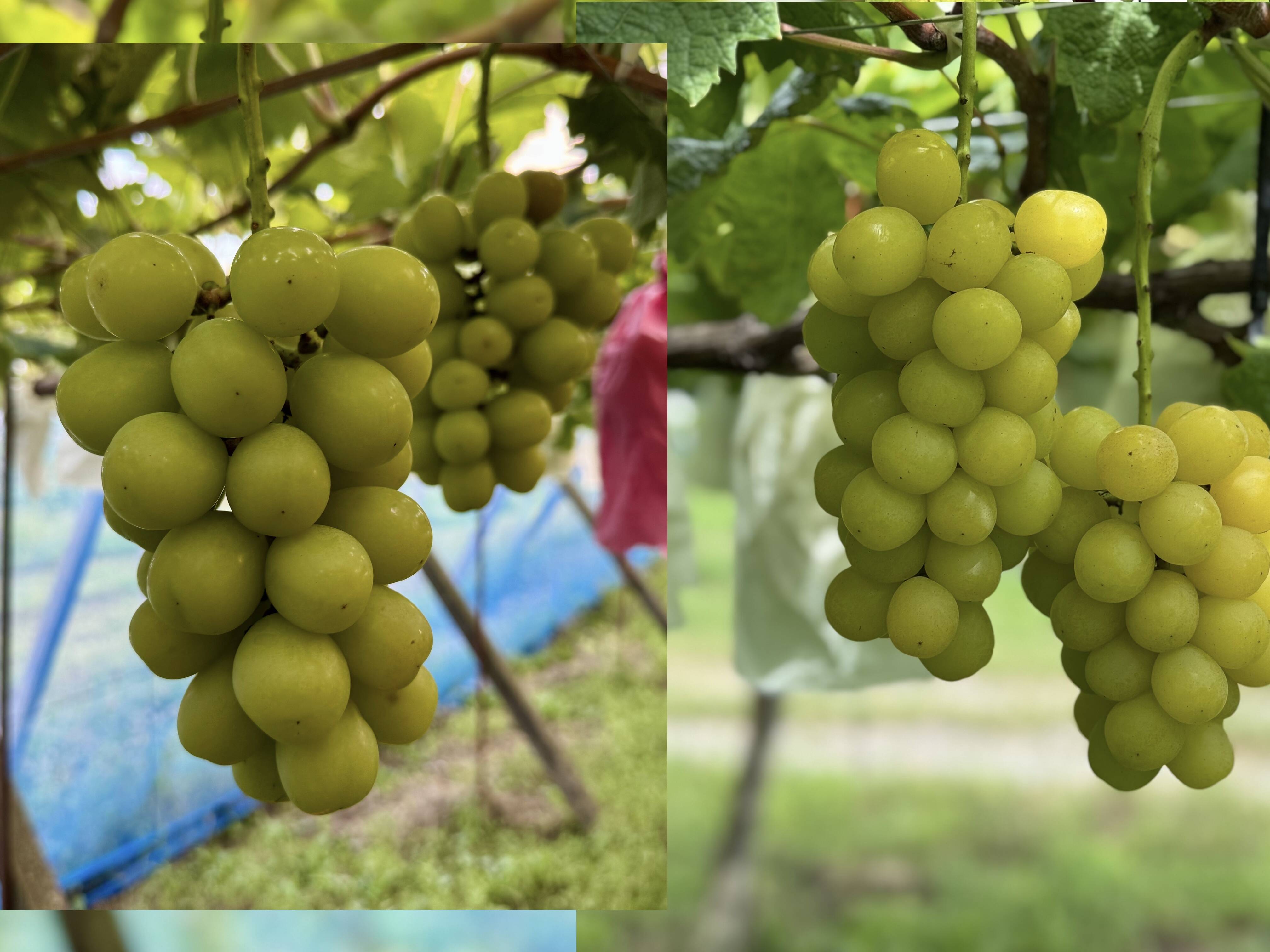 ぶどう食べ比べ『シャインマスカット、マスカサーティーン』1kg〜1.1kg