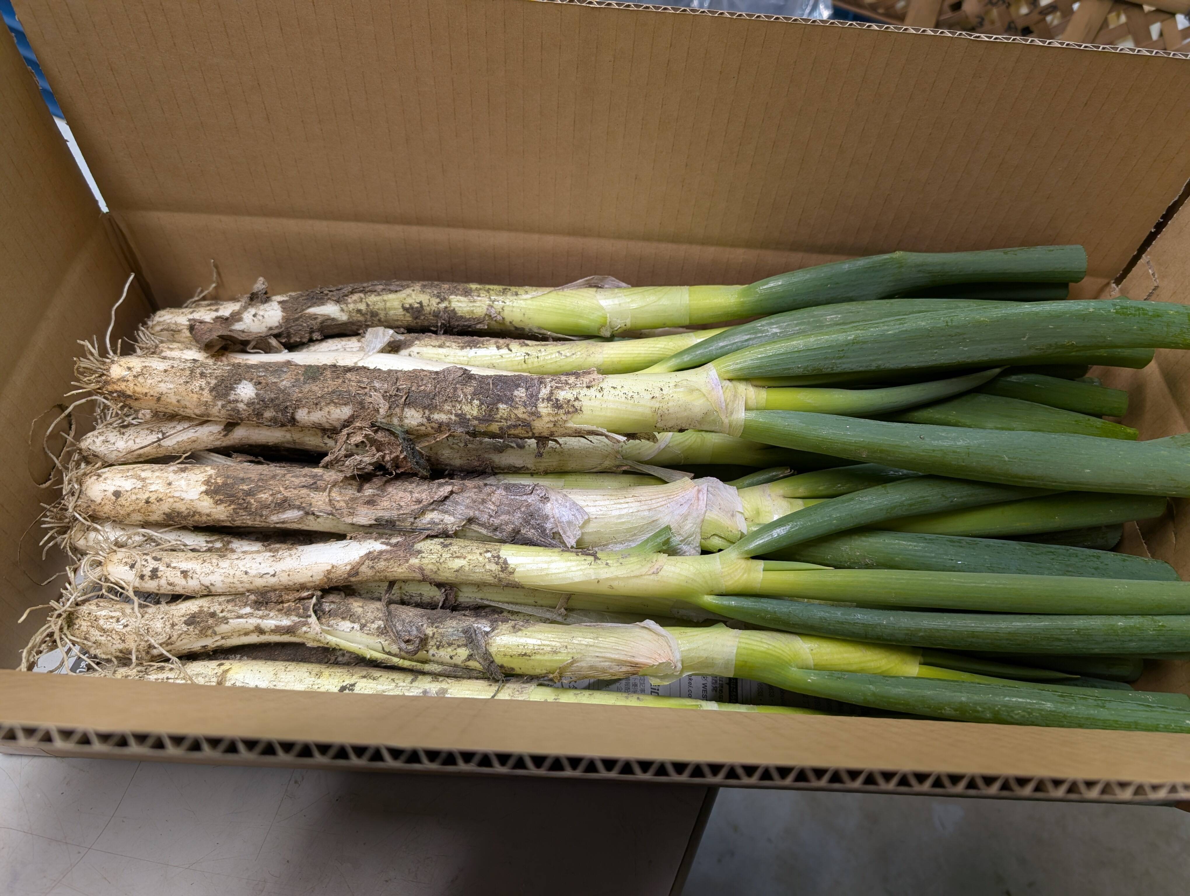 柔らかく甘い！土付き白ネギ 3kg 10本～20本：三重県産のその他ネギ